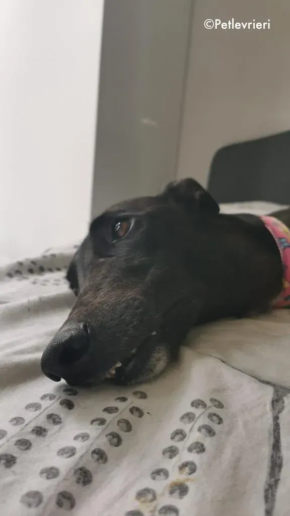 breeze adozione levrieri greyhound 4