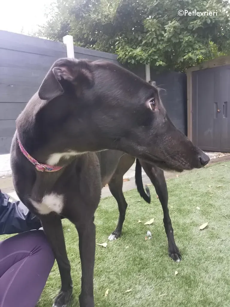 breeze adozione levrieri greyhound 8 1