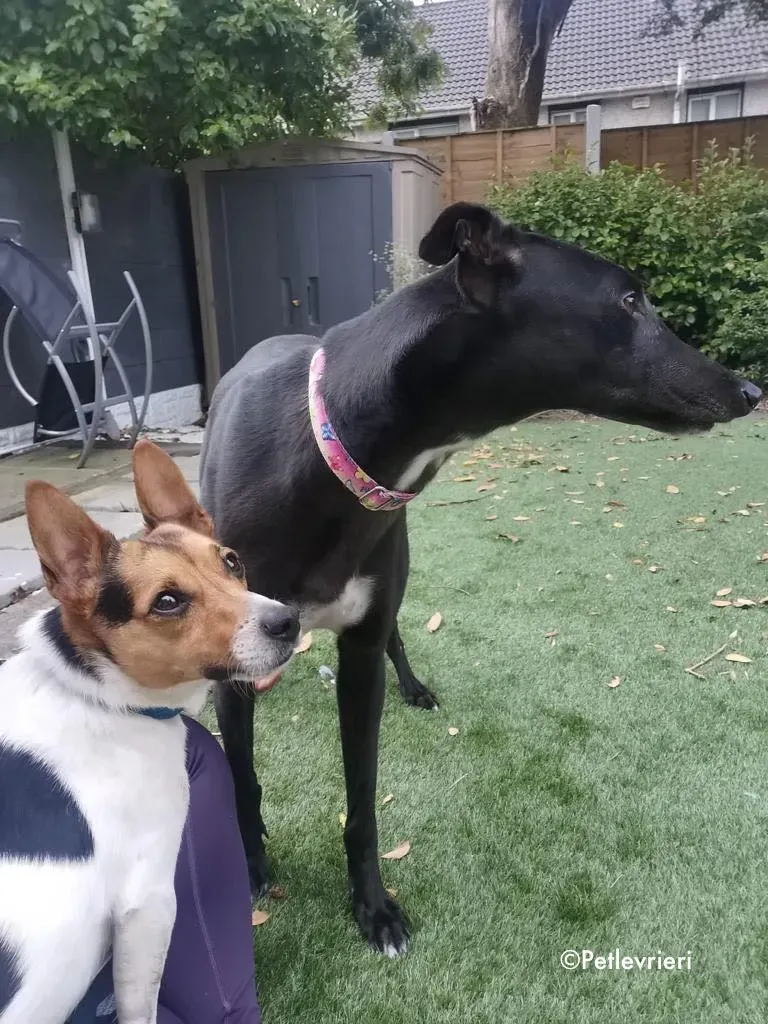 breeze adozione levrieri greyhound 9 1