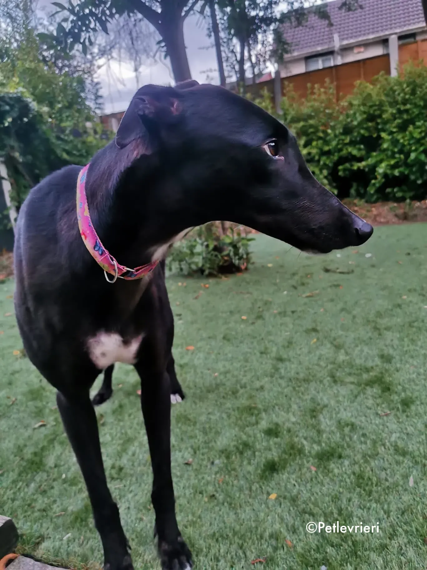 breeze adozione levrieri greyhound 5