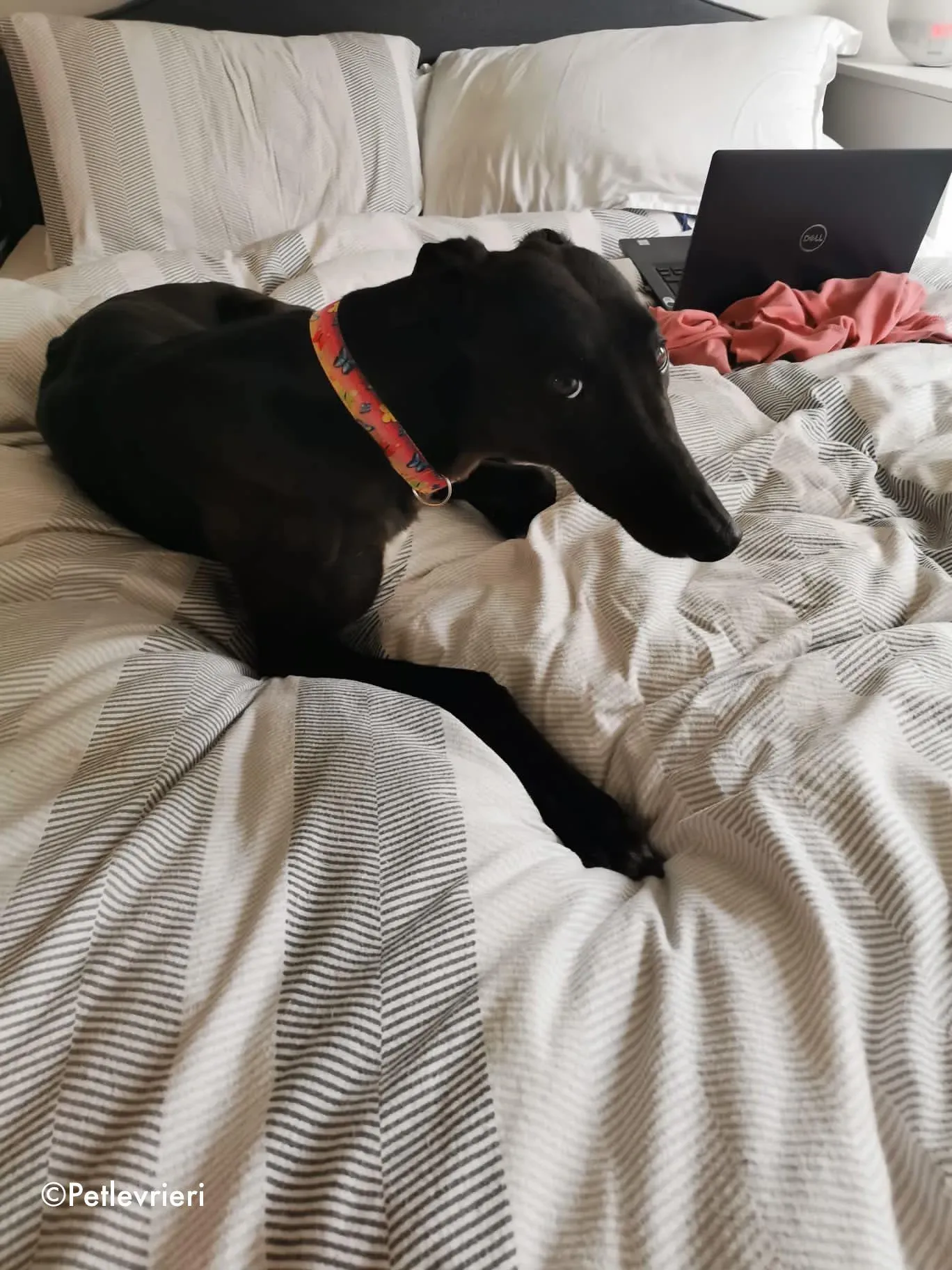 breeze adozione levrieri greyhound lurcher 1