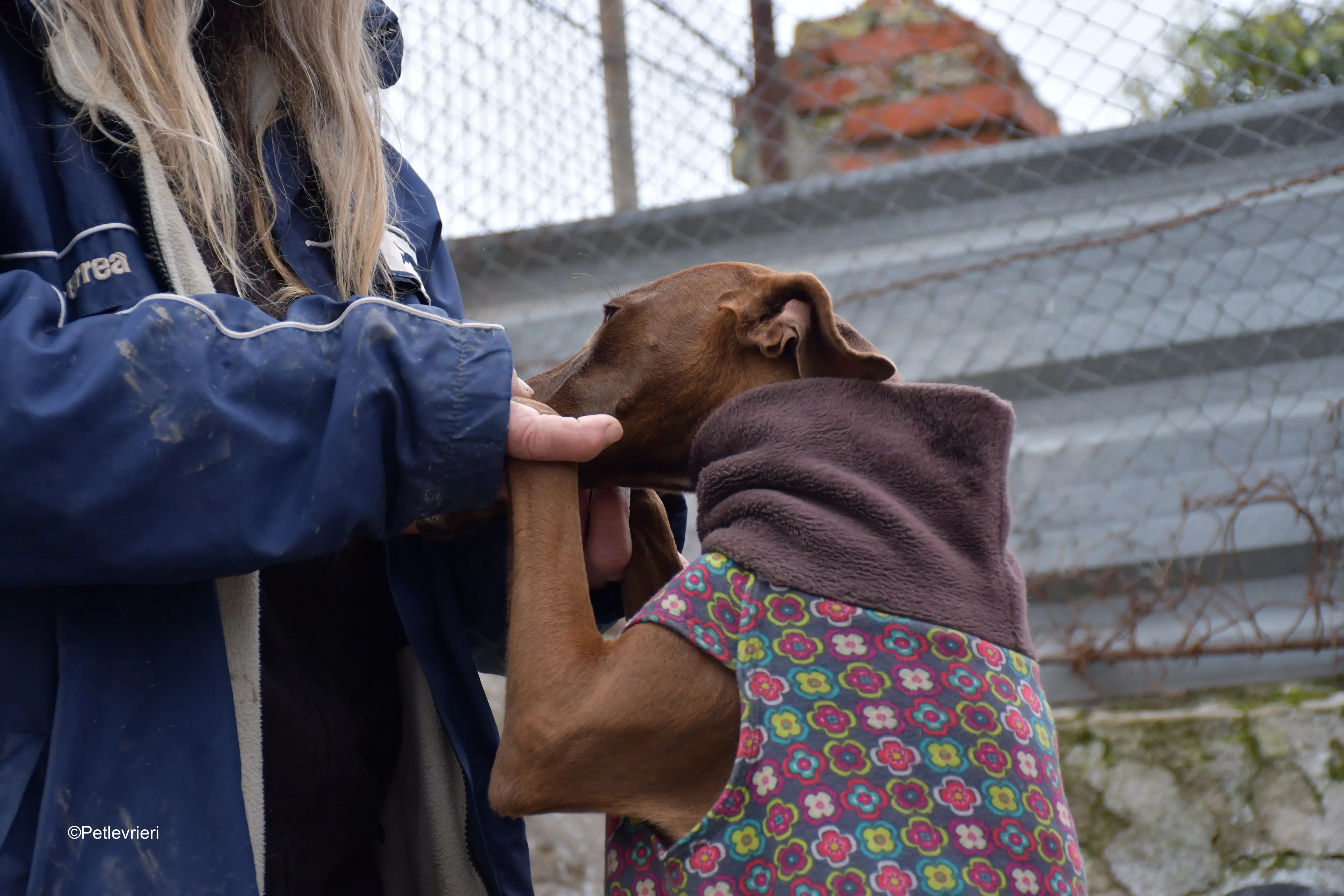 brenda adozione levrieri galgo 1