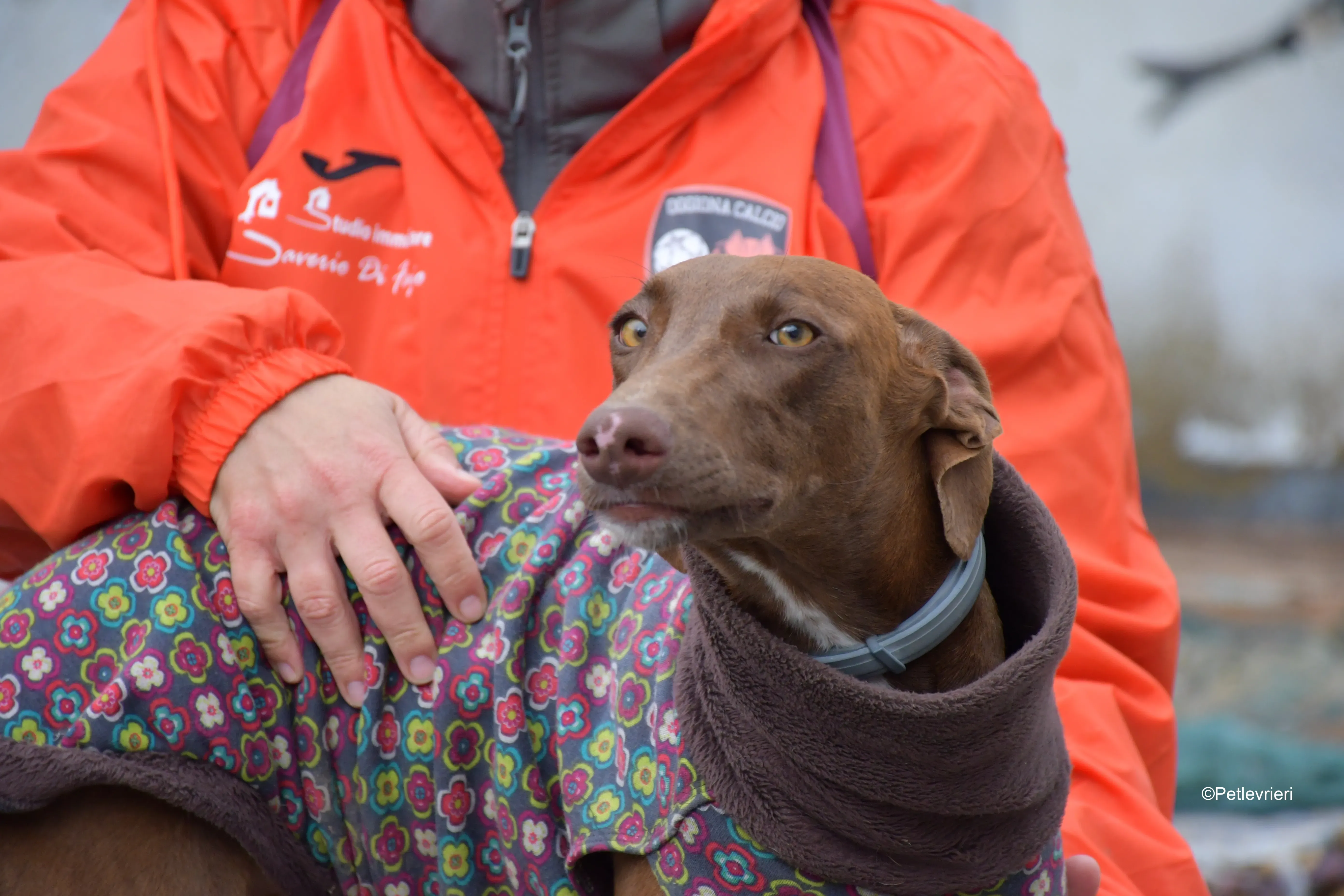 brenda adozione levrieri galgo 10