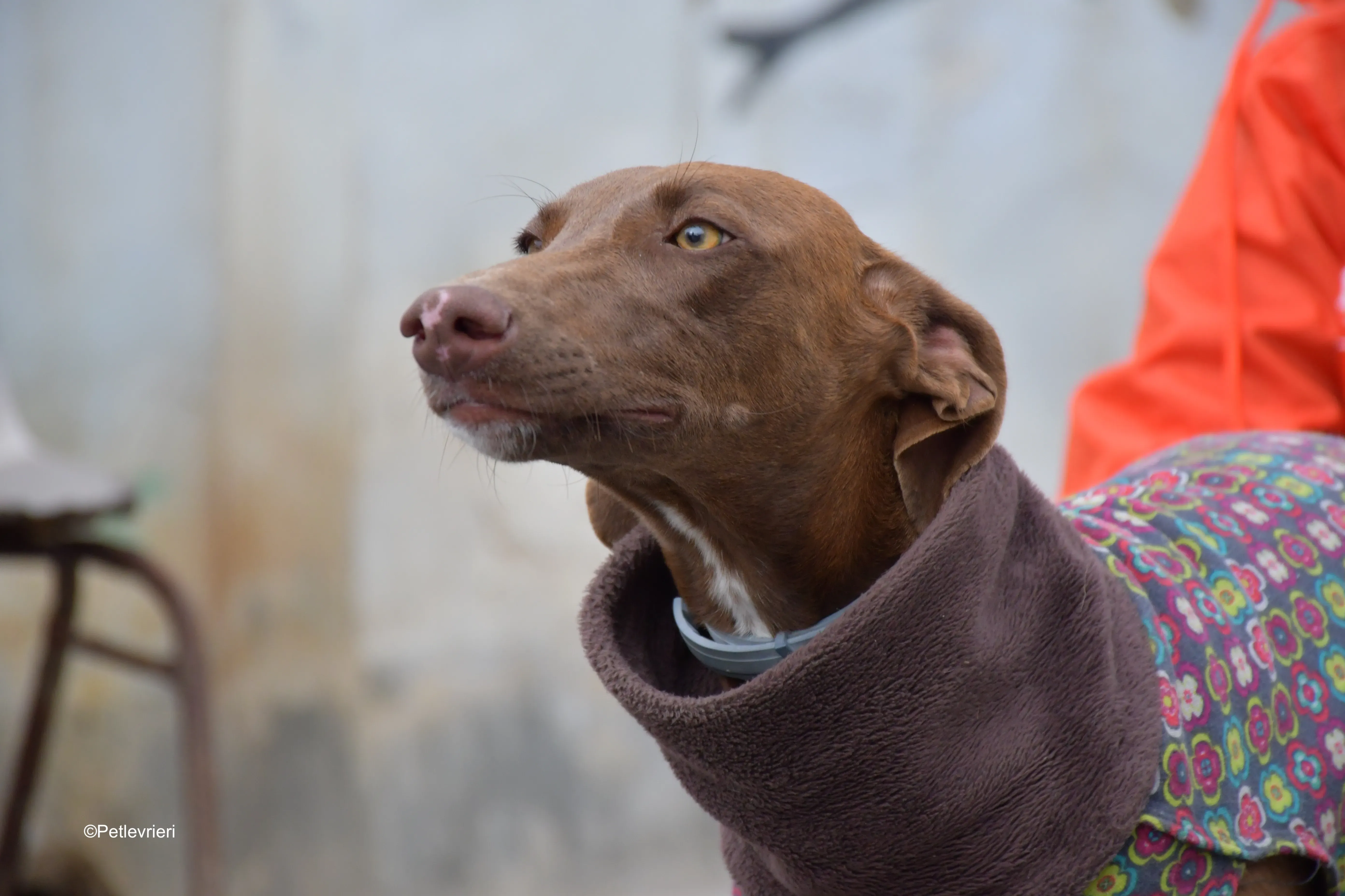 brenda adozione levrieri galgo 11