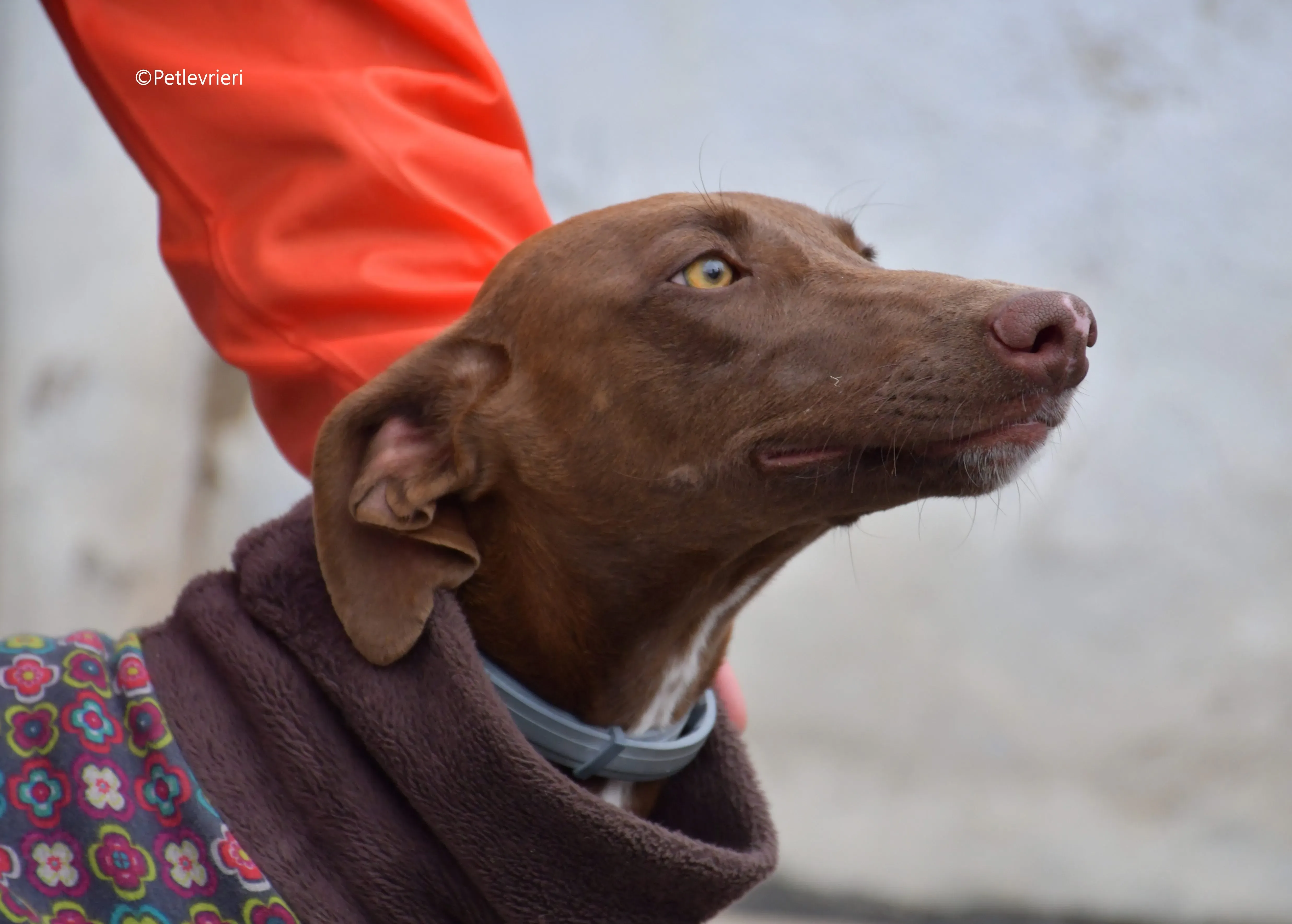 brenda adozione levrieri galgo 12