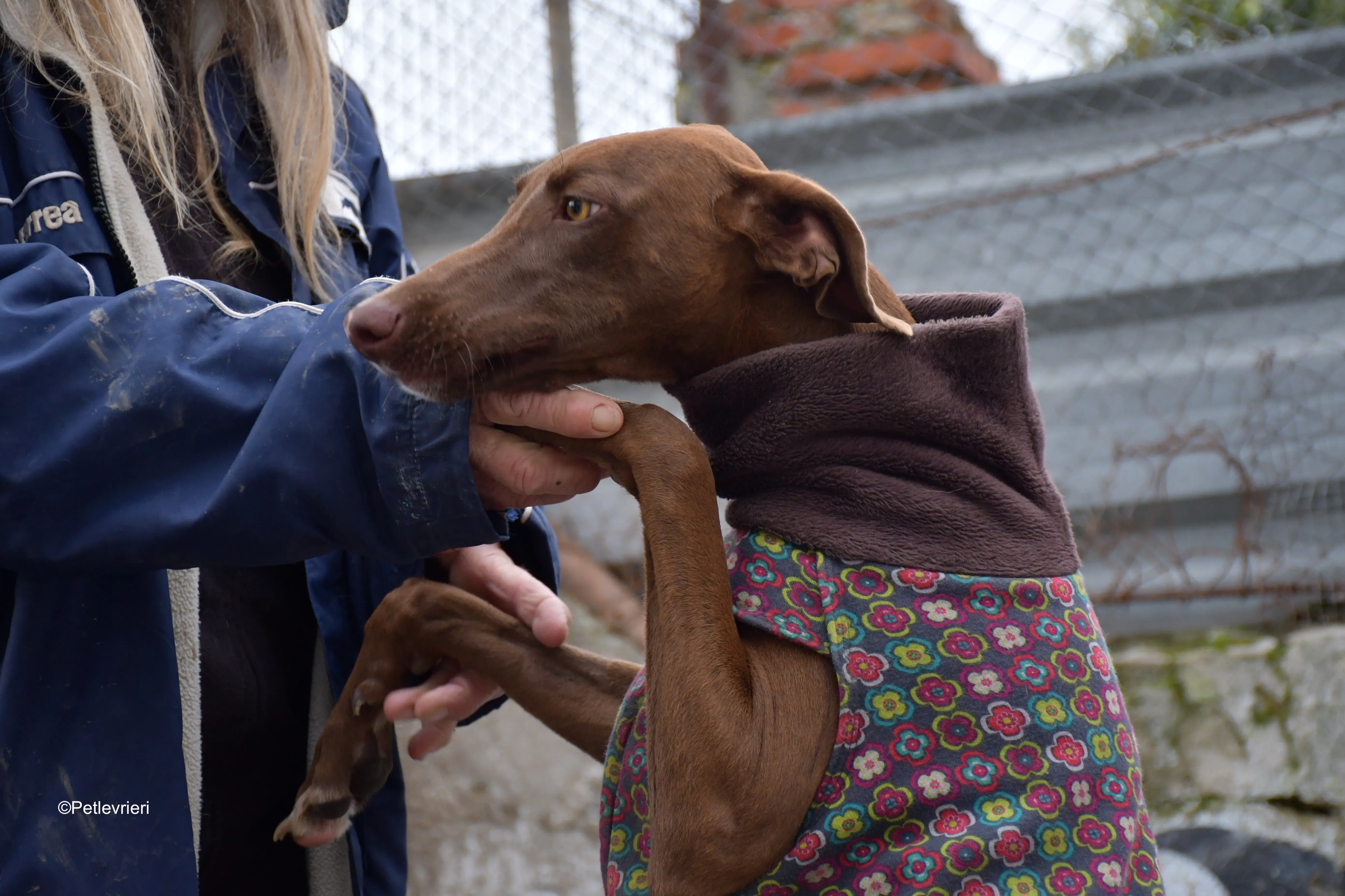 brenda adozione levrieri galgo 2