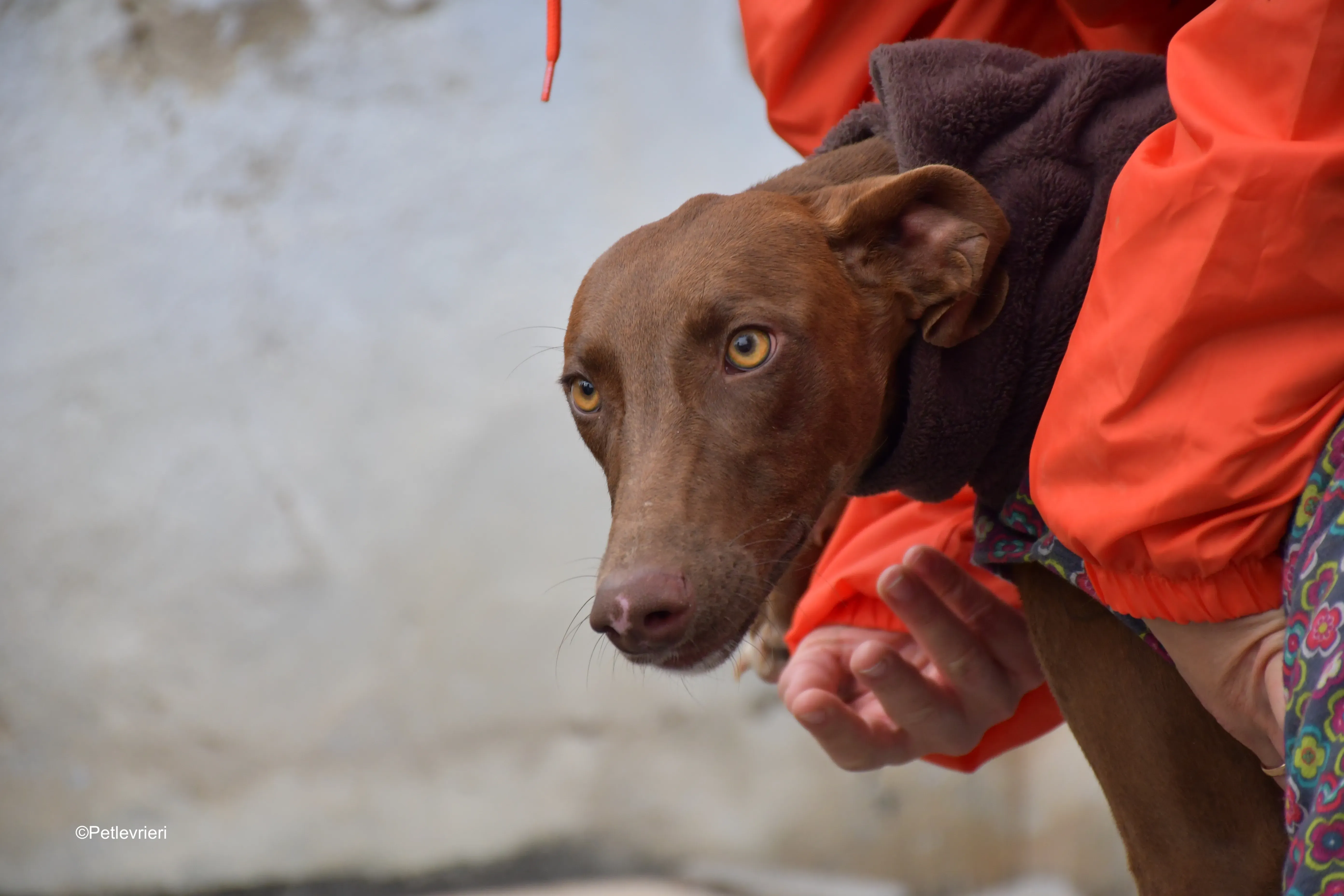 brenda adozione levrieri galgo 3