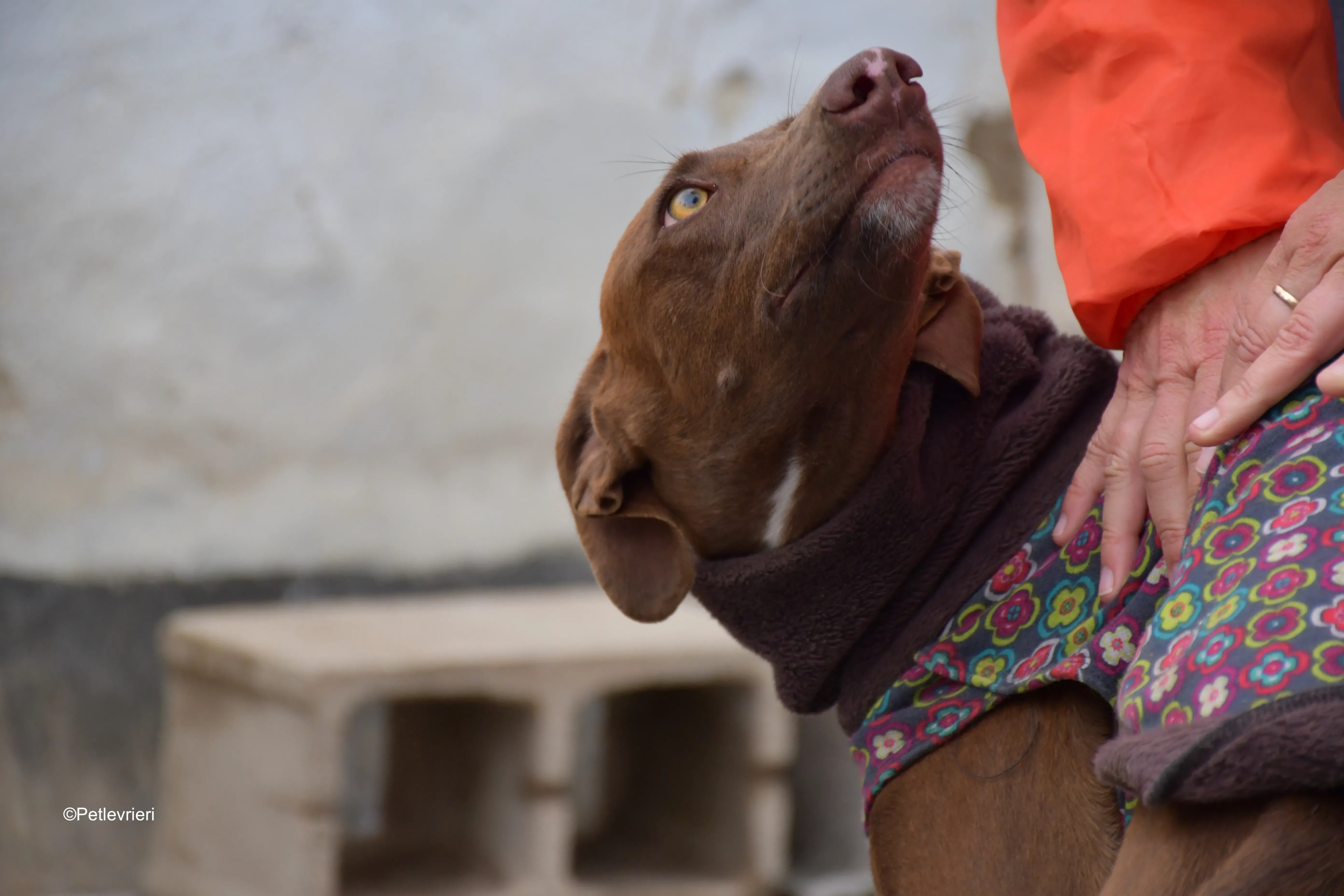 brenda adozione levrieri galgo 4