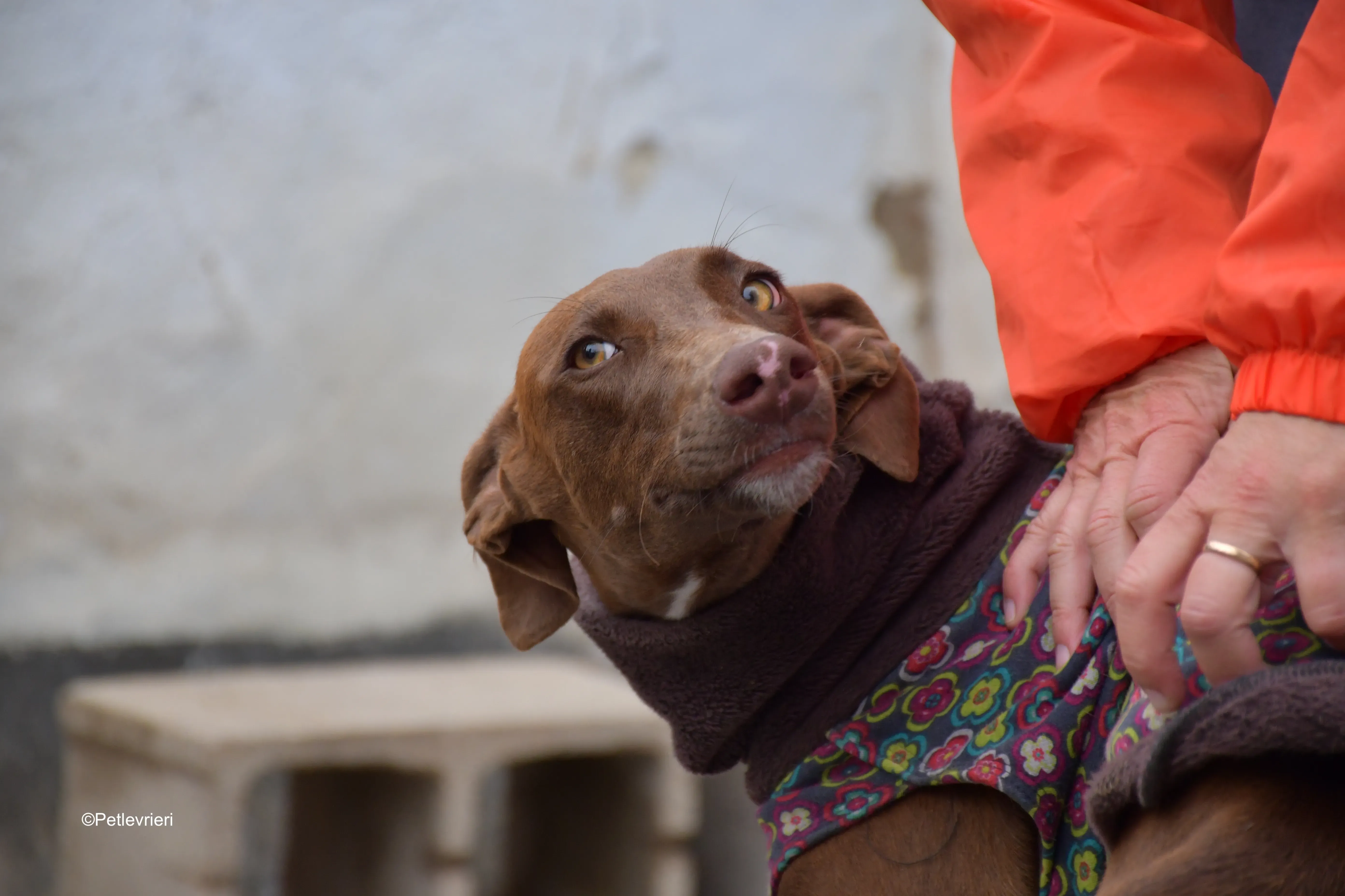 brenda adozione levrieri galgo 5