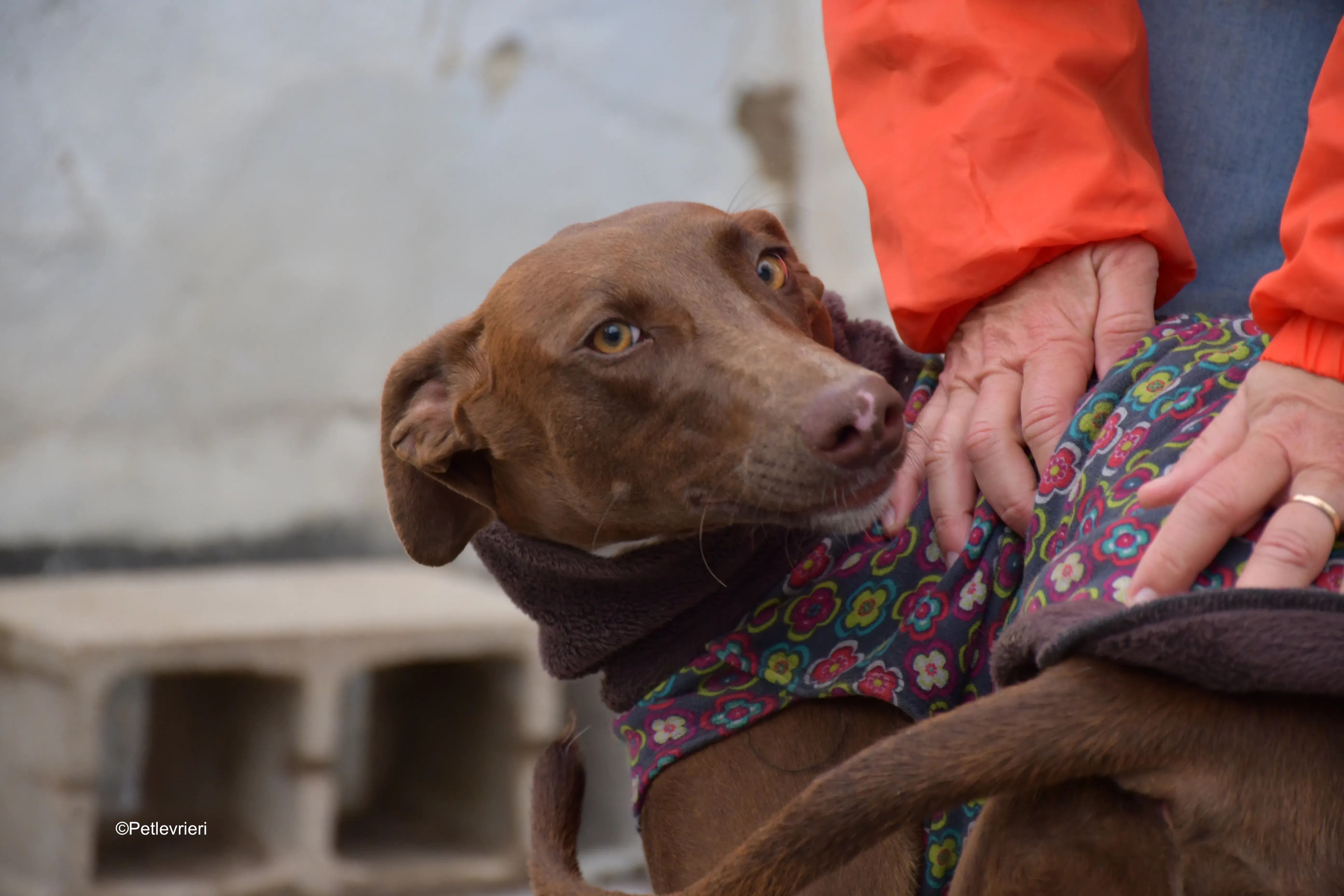 brenda adozione levrieri galgo 6