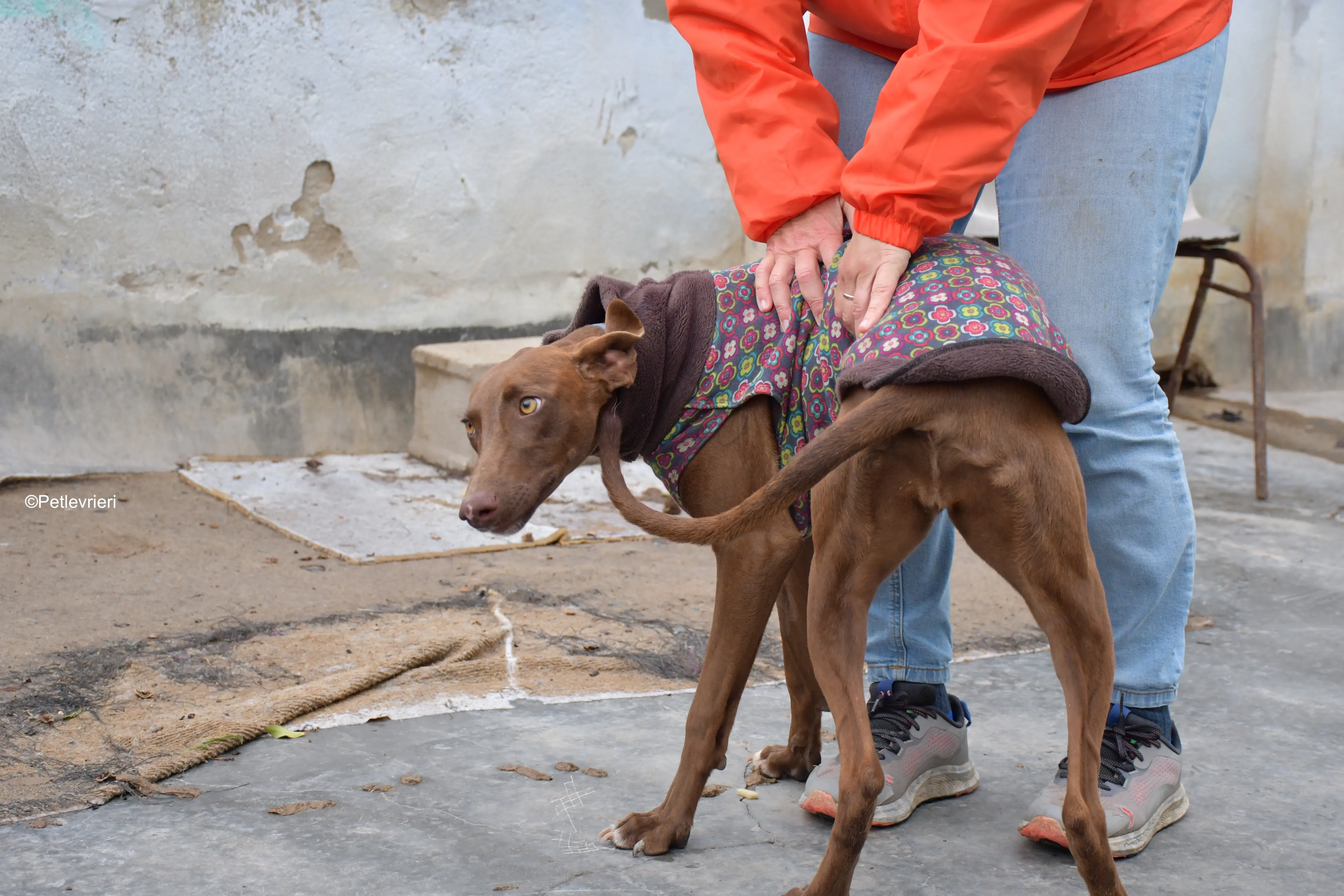 brenda adozione levrieri galgo 7