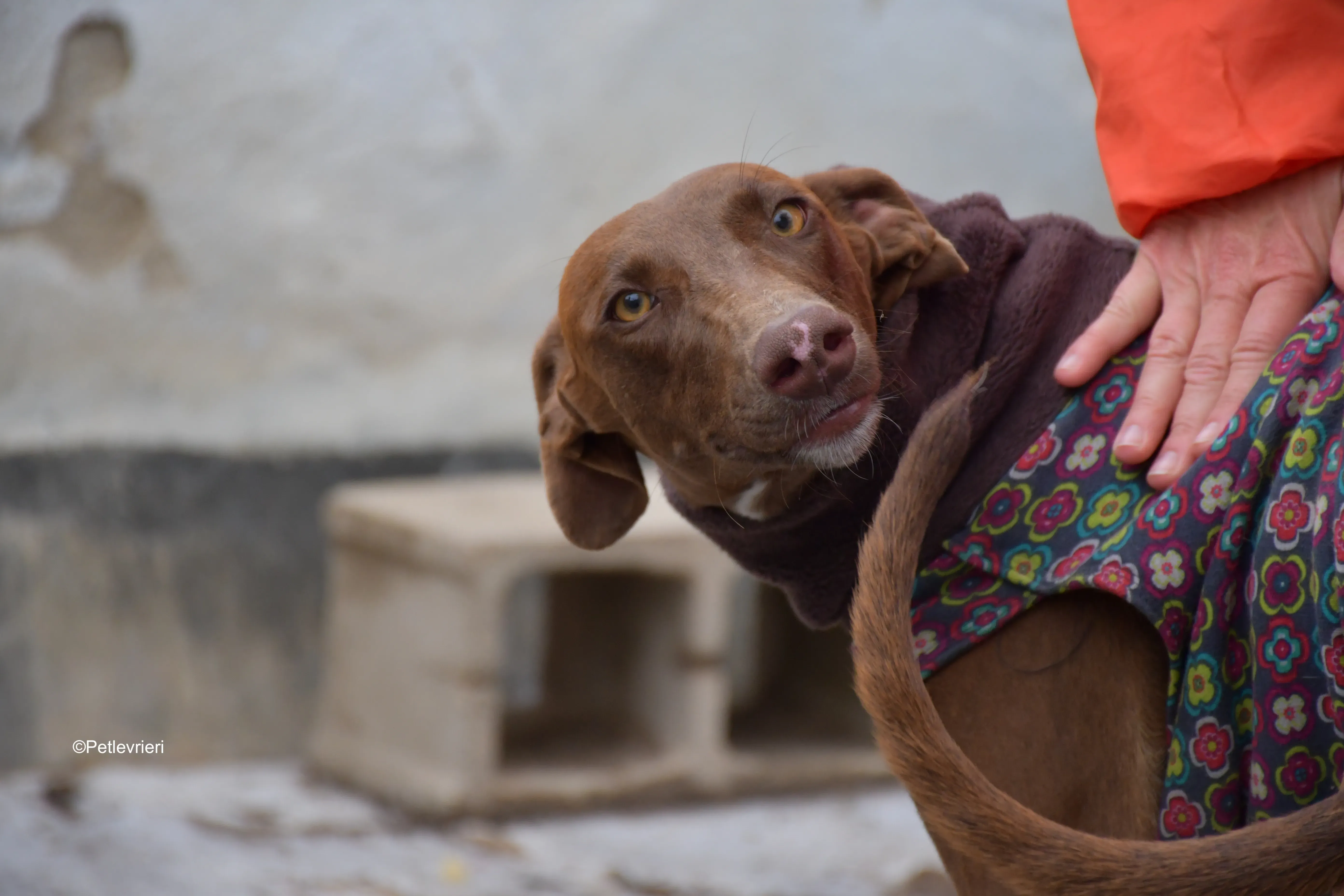 brenda adozione levrieri galgo 8