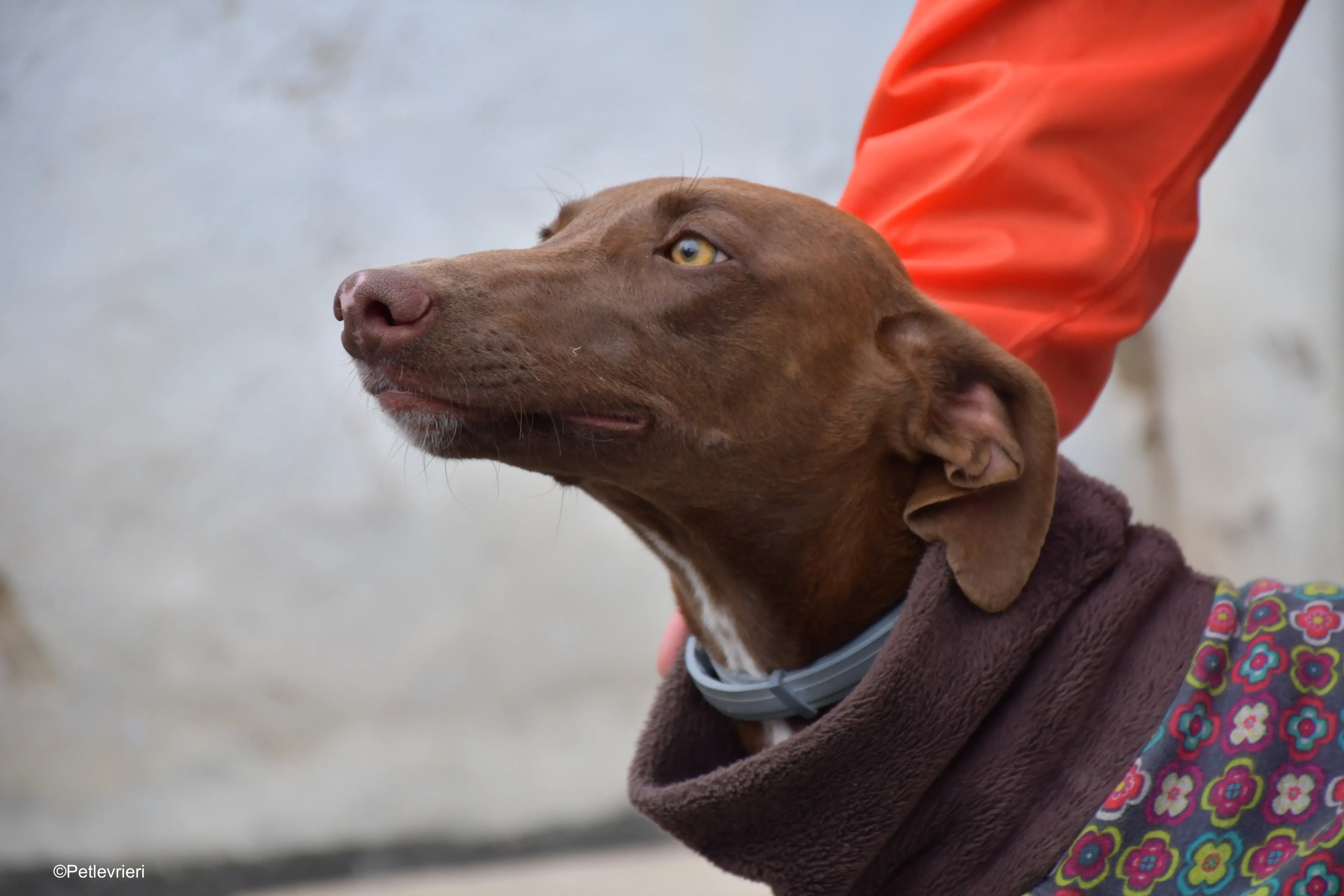 brenda adozione levrieri galgo 9