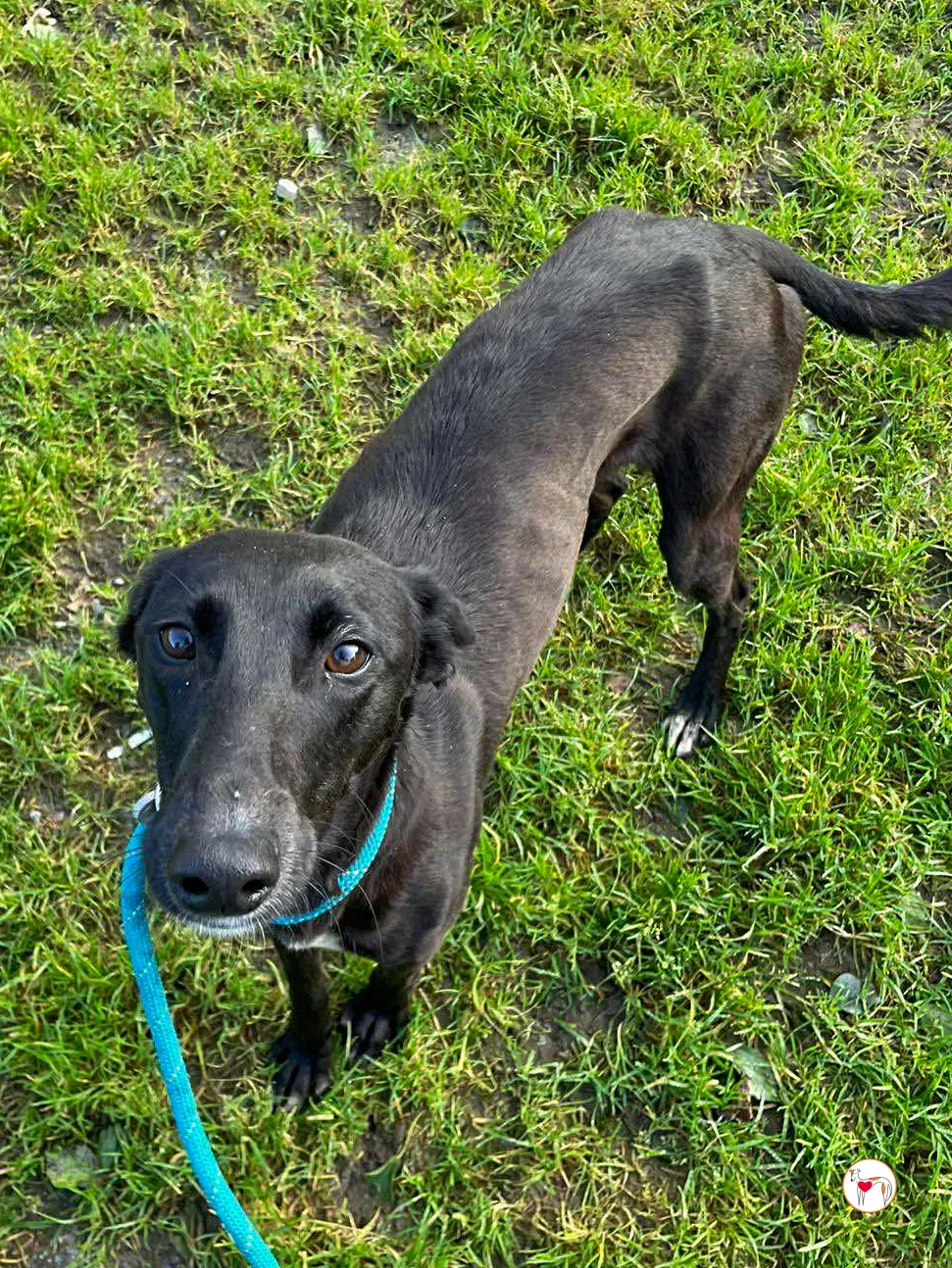 brenda grey adozione 01