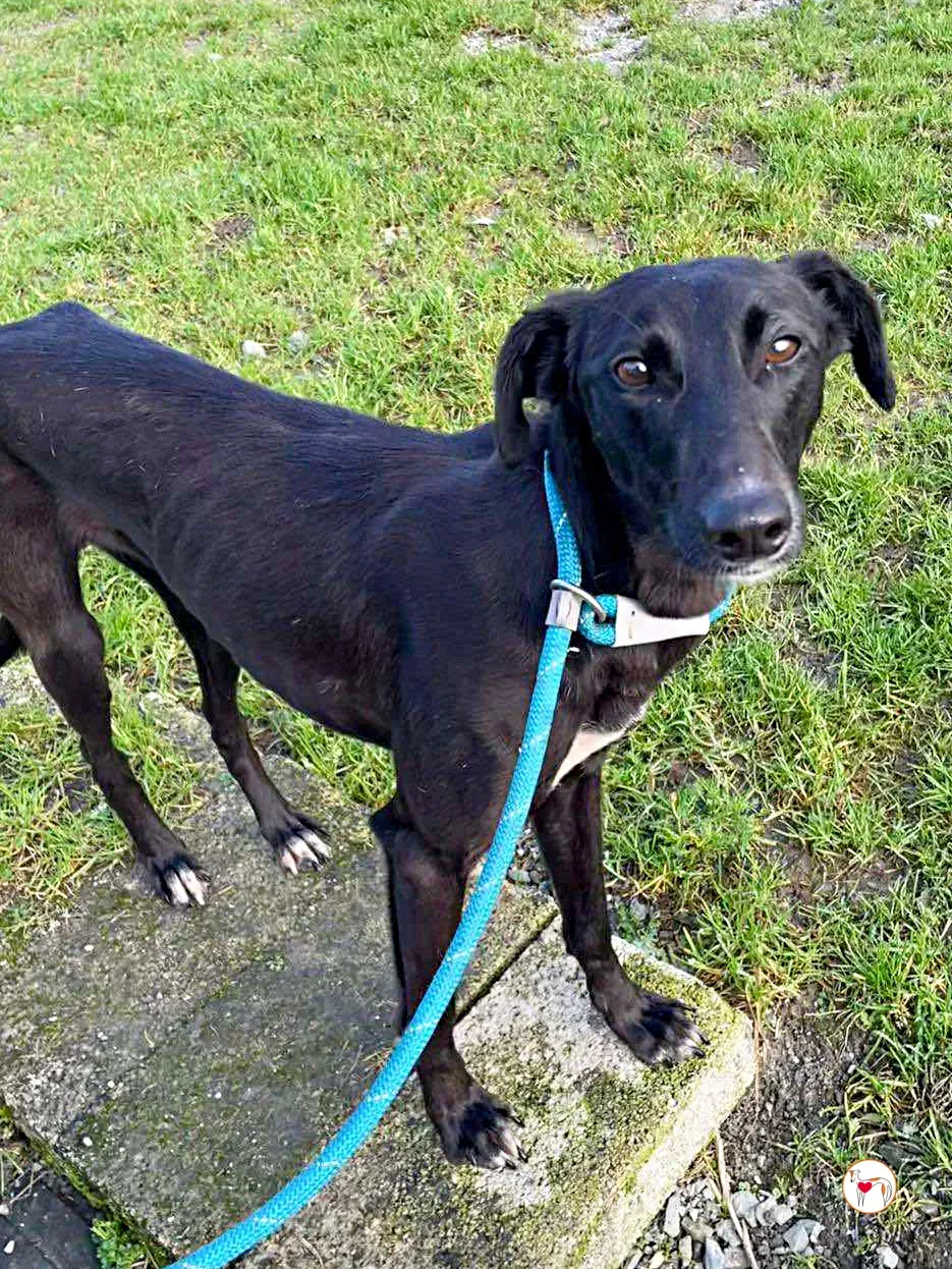 brenda grey adozione 02