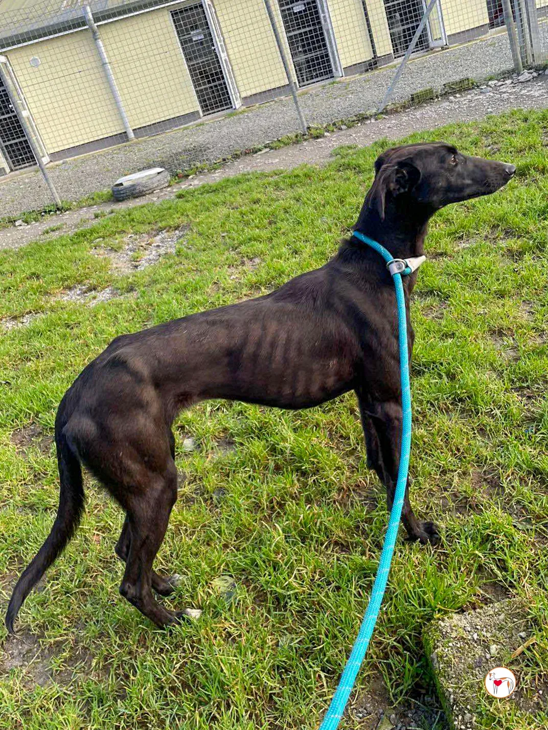 brenda grey adozione 03