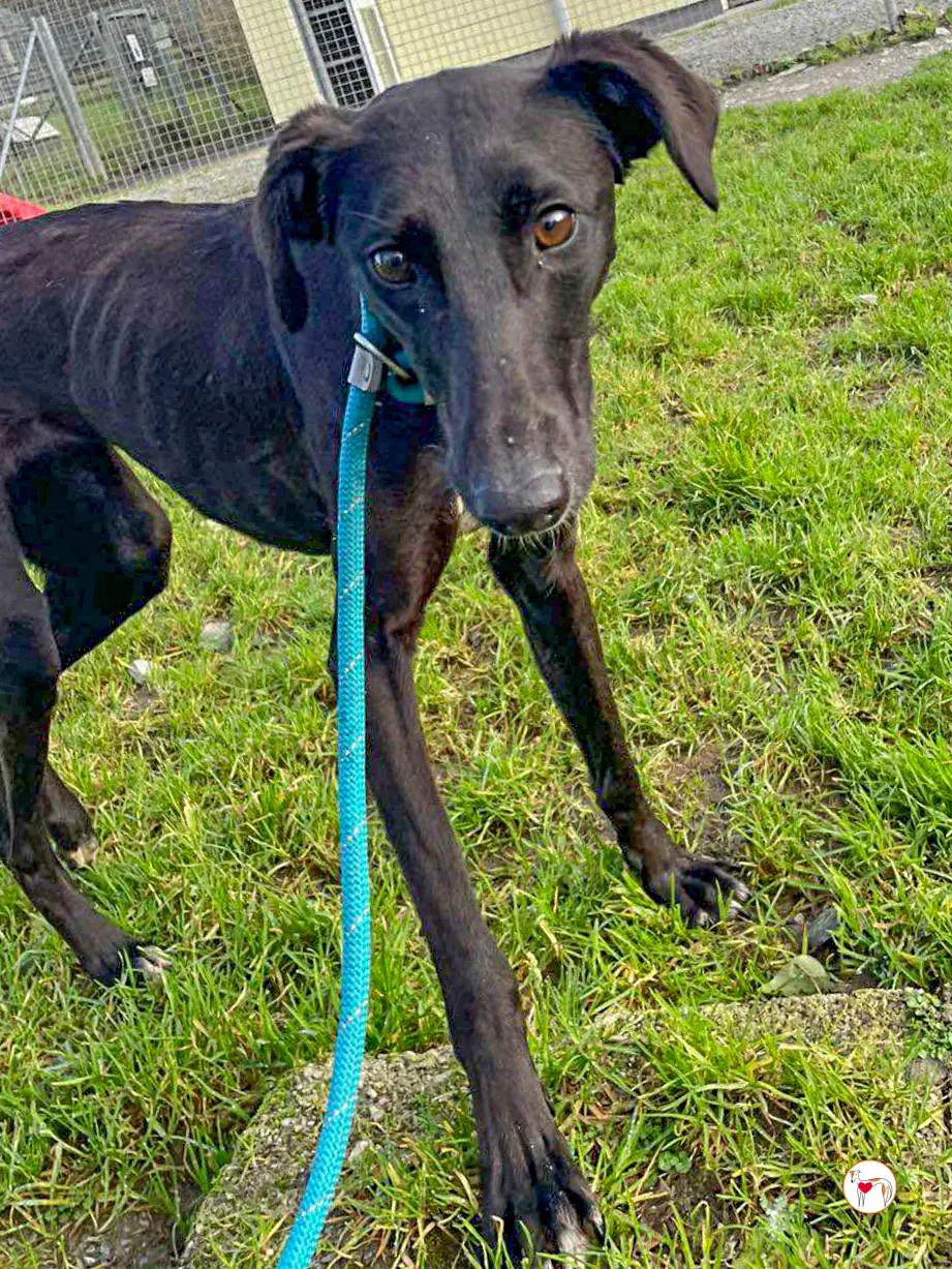 brenda grey adozione 04