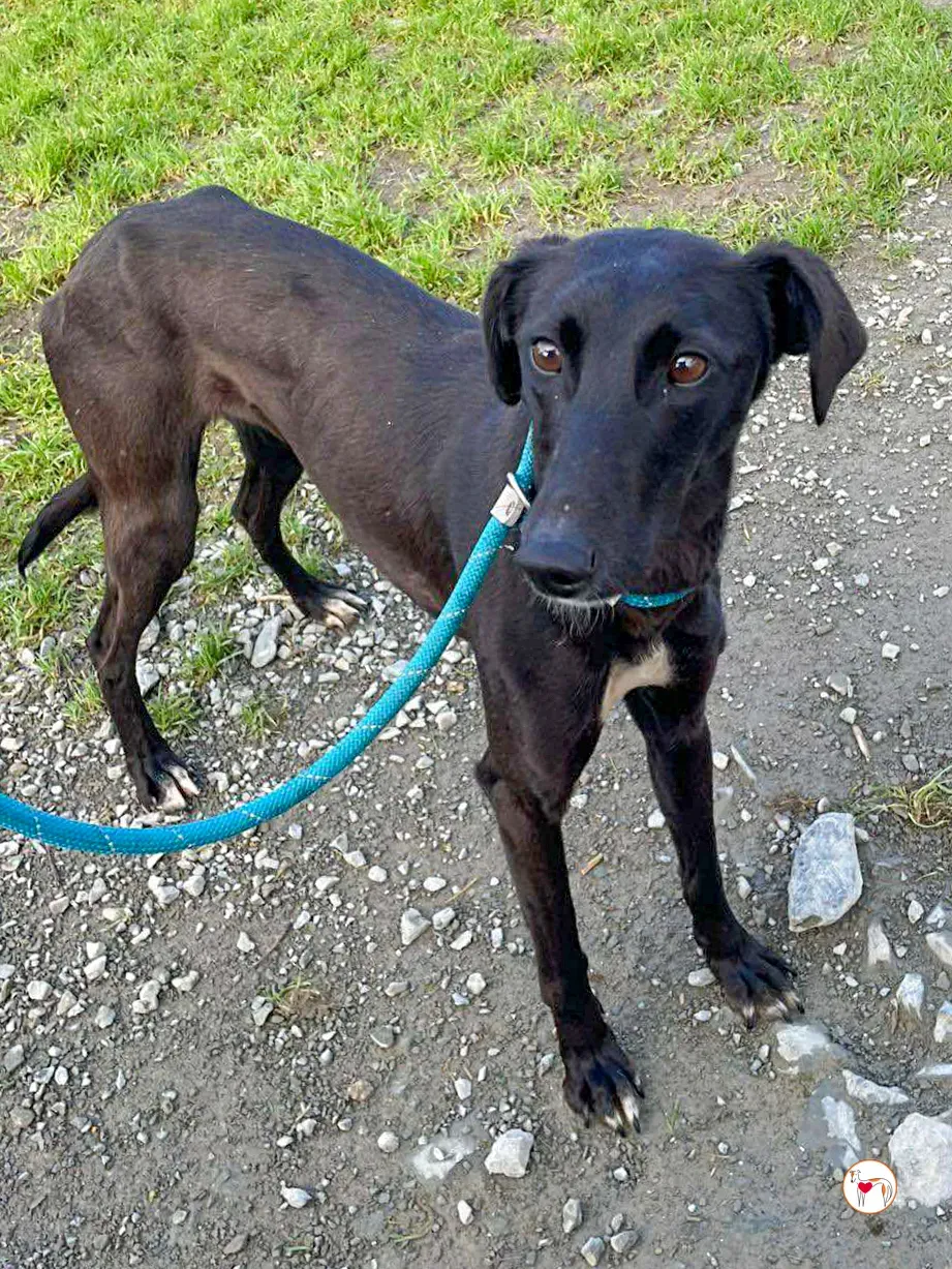 brenda grey adozione 05