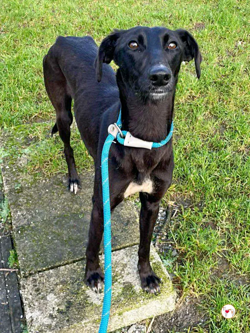 brenda grey adozione 06