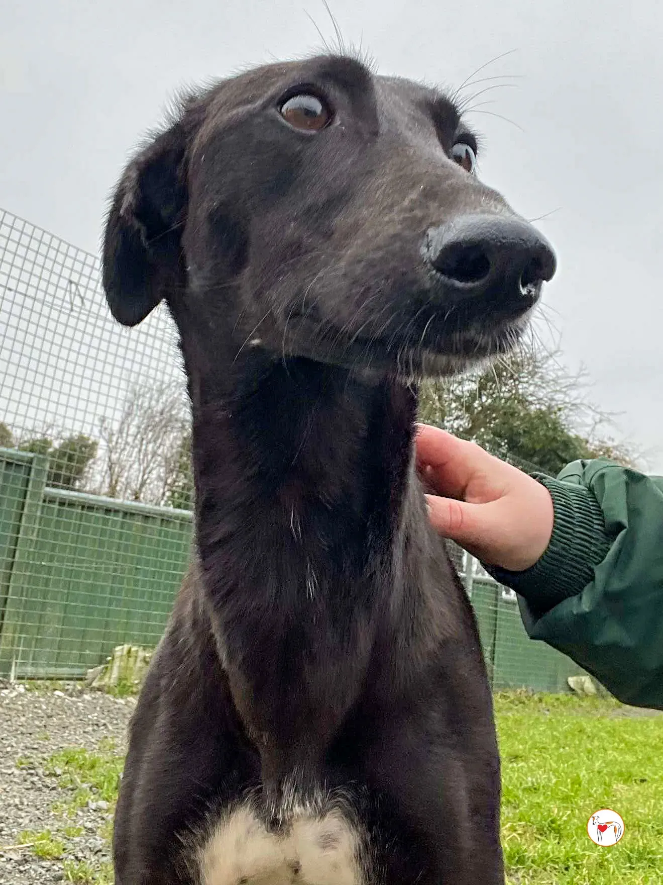 brenda grey adozione 07