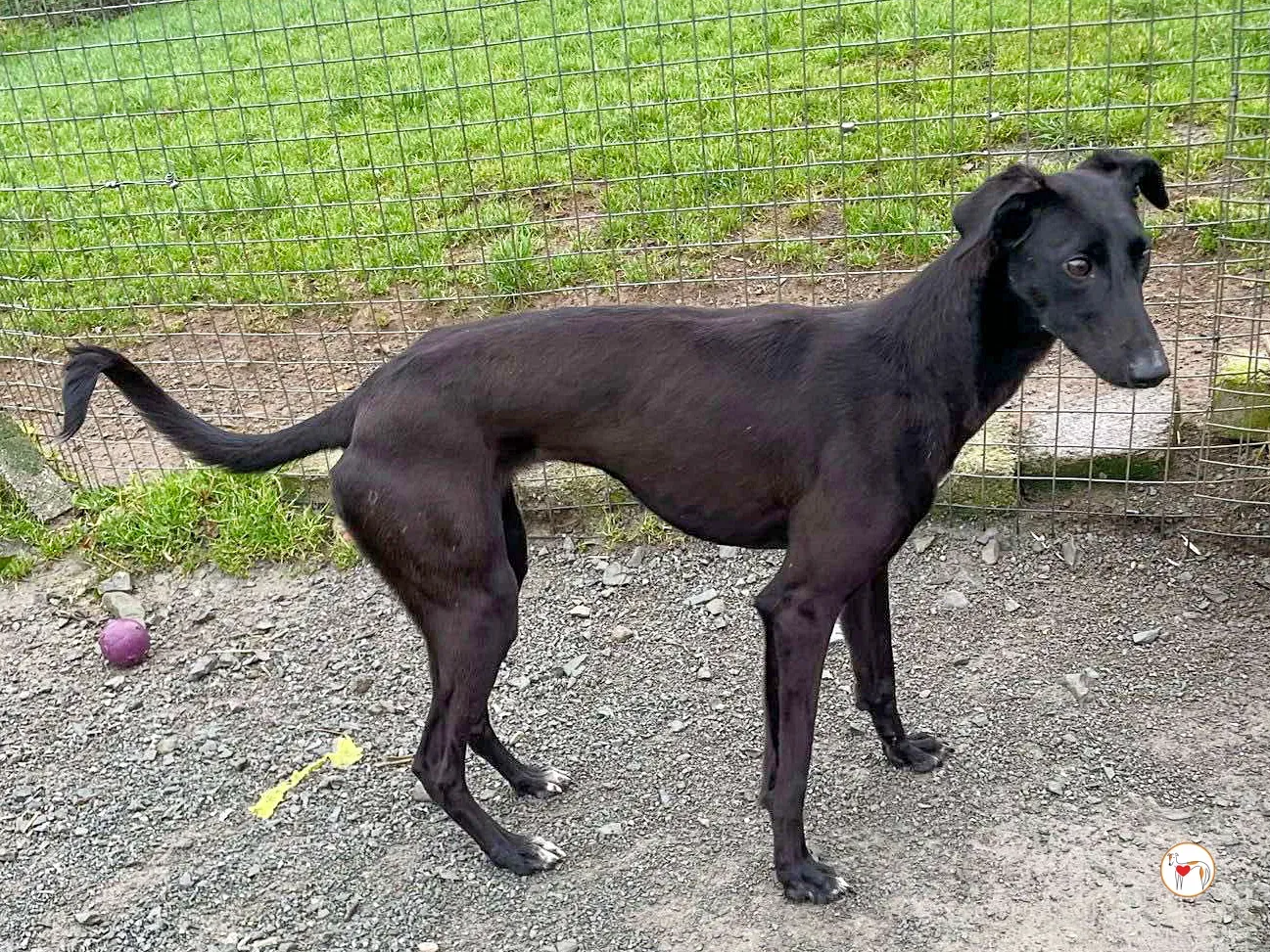 brenda grey adozione 08