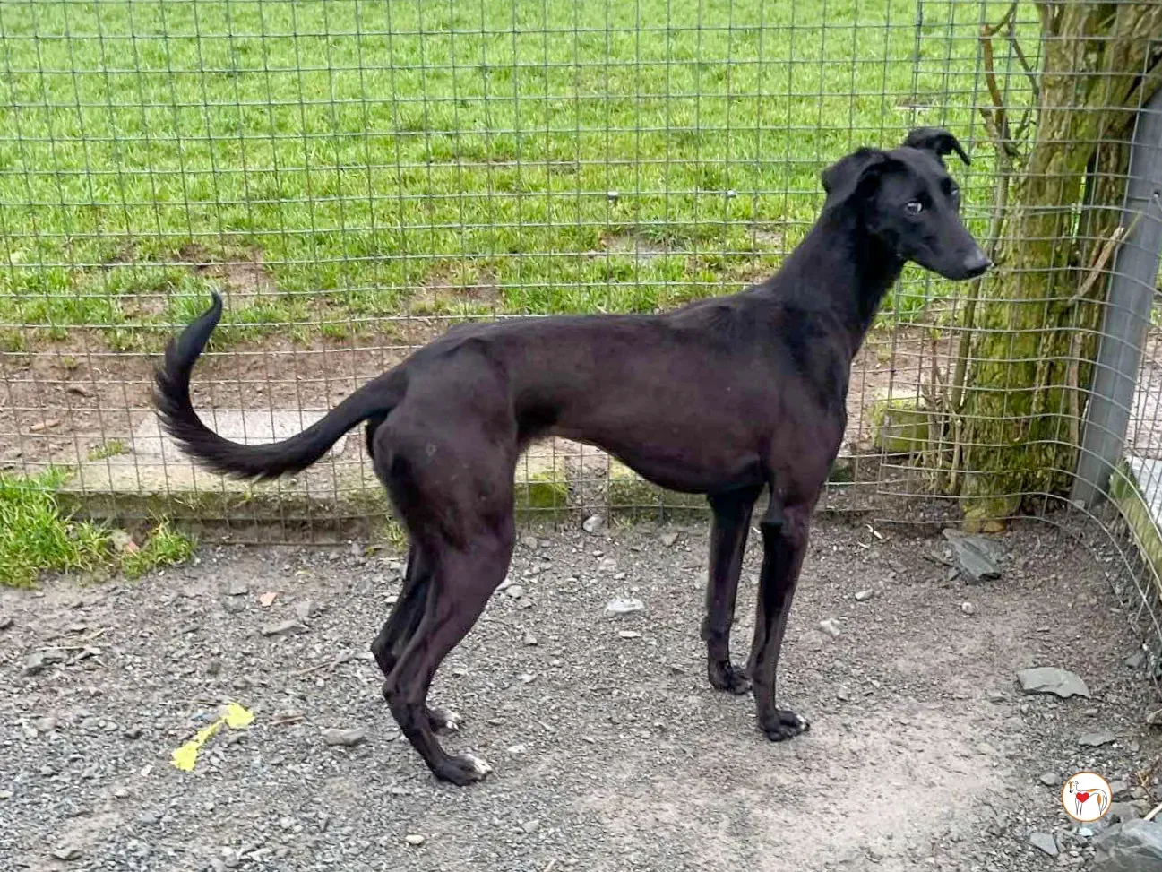 brenda grey adozione 09