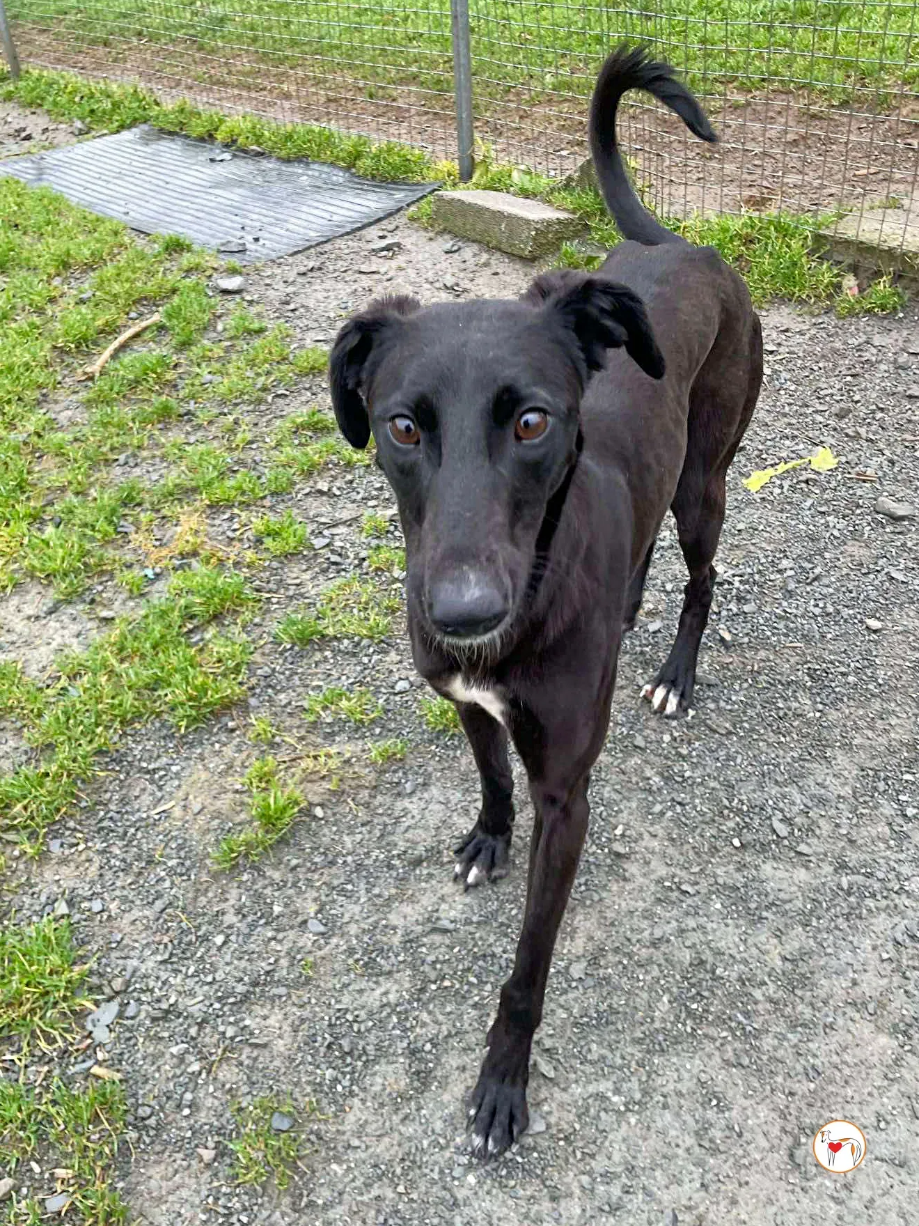 brenda grey adozione 10