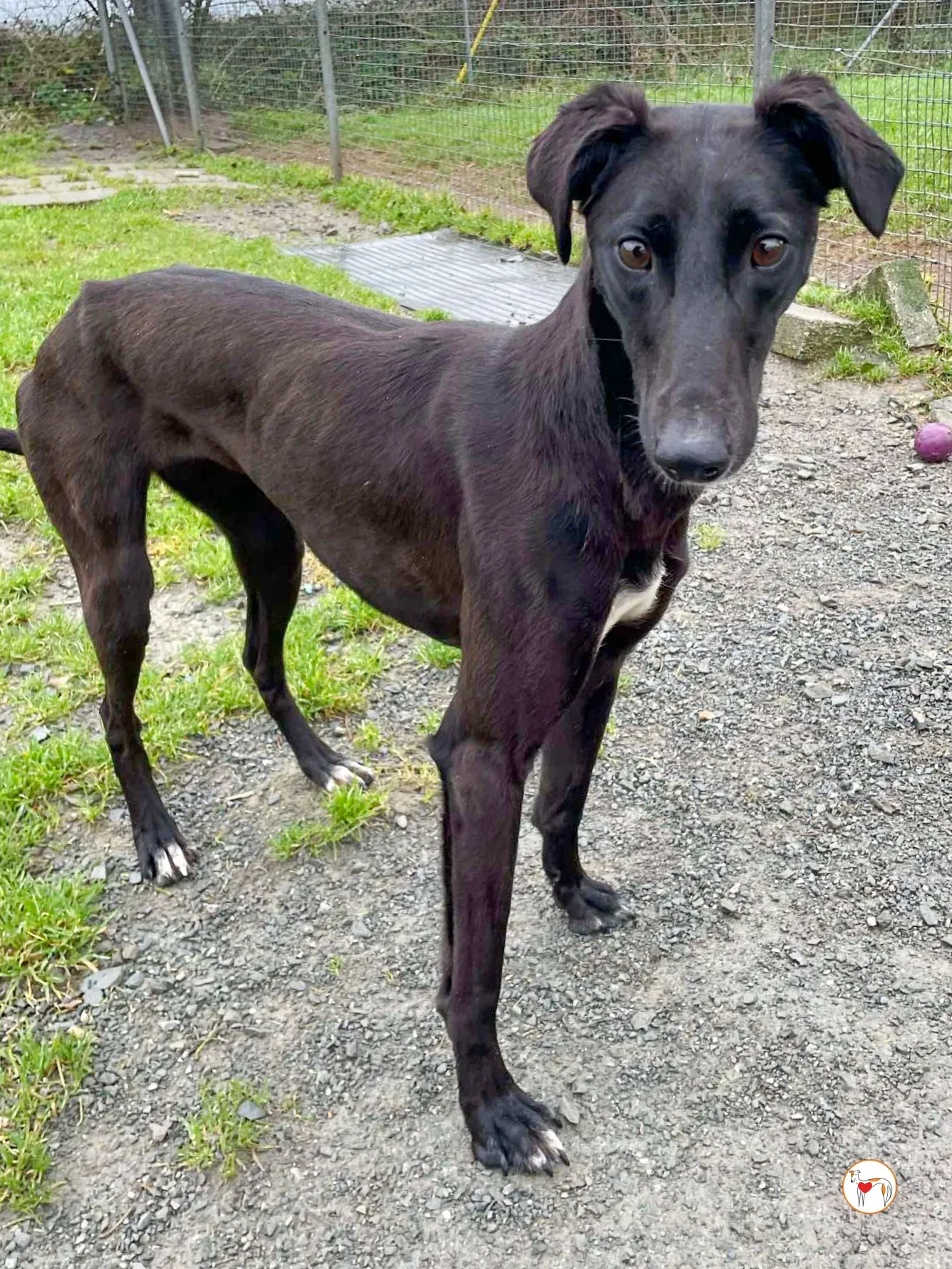 brenda grey adozione 11