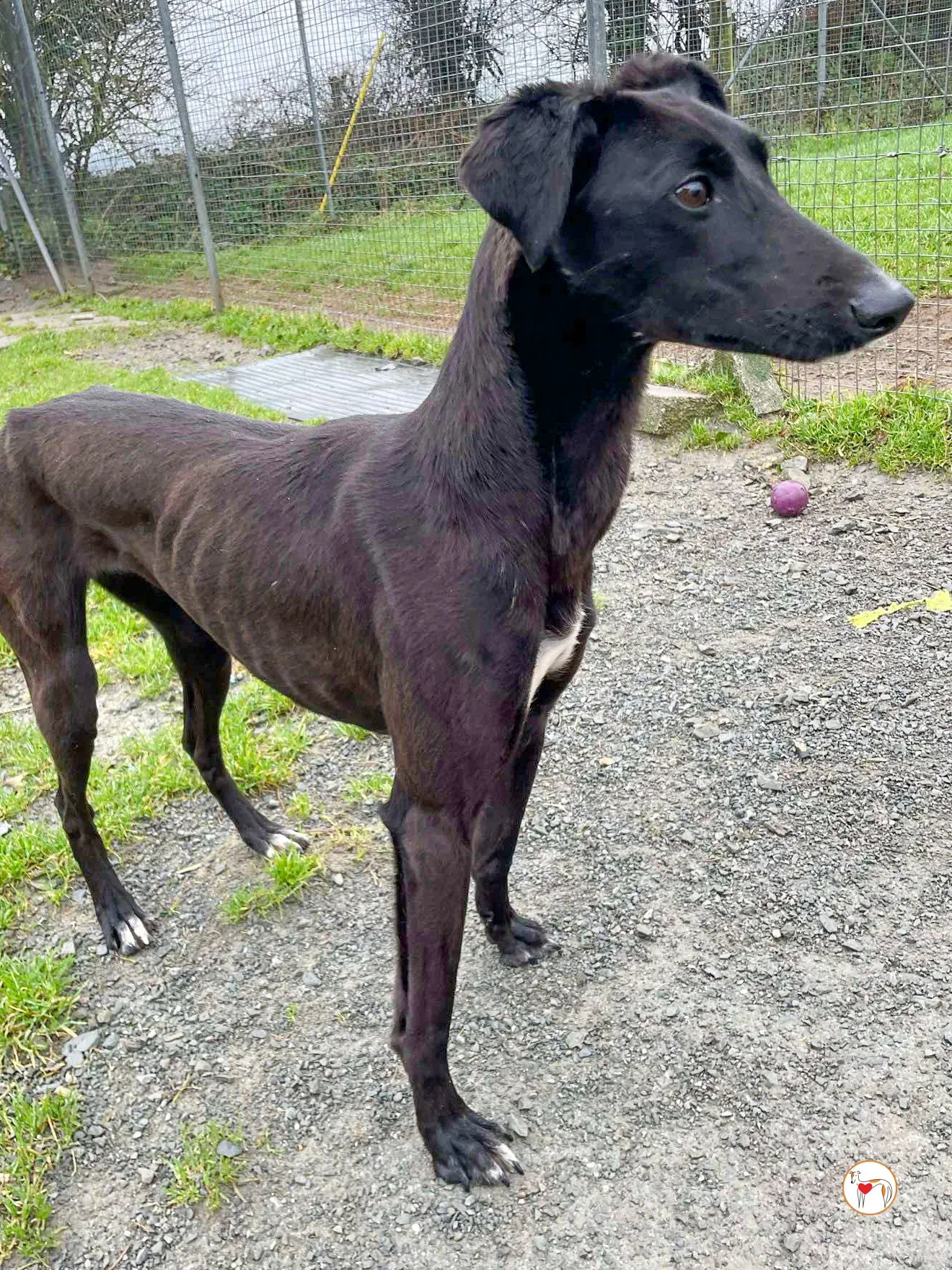 brenda grey adozione 12