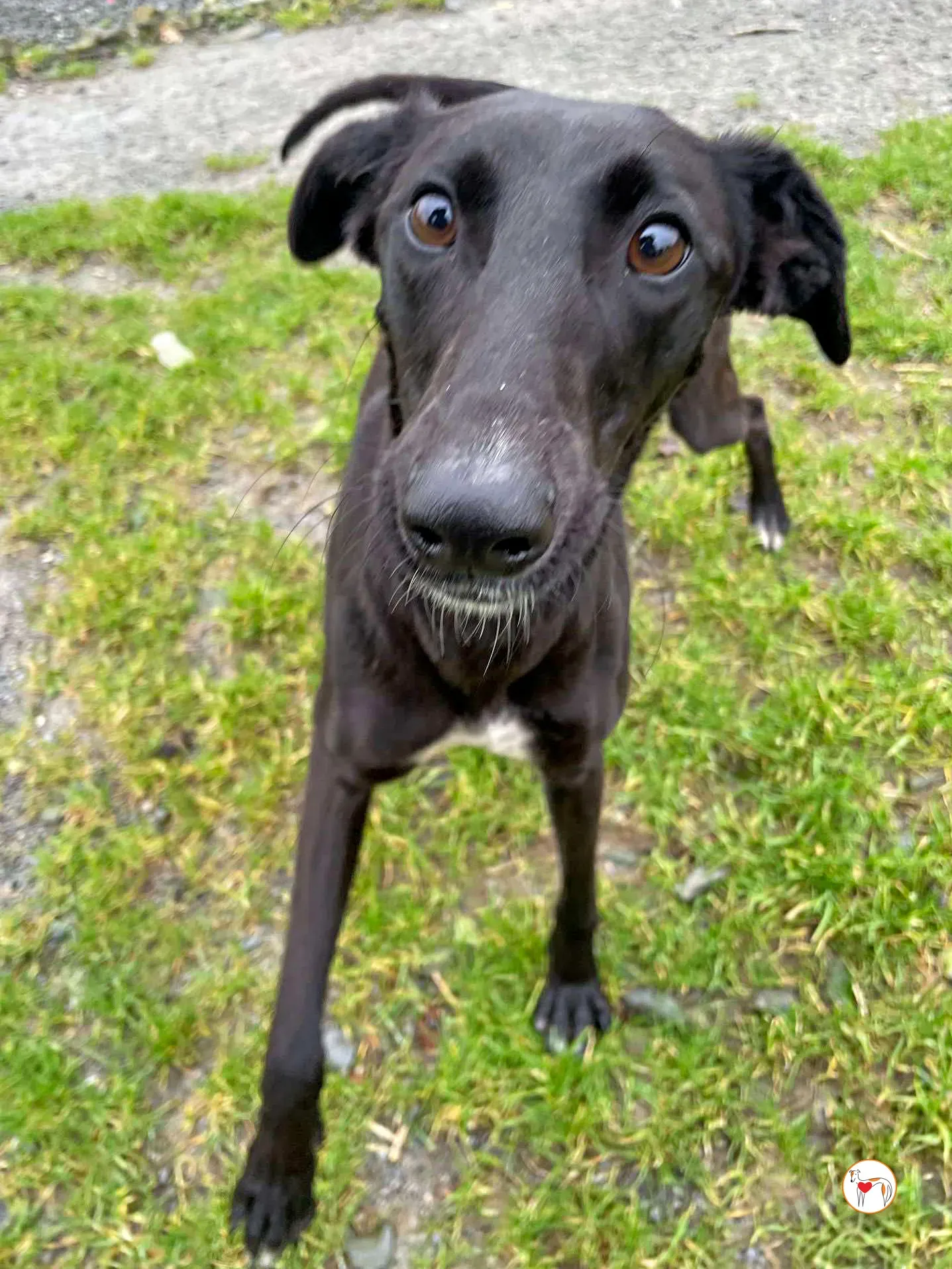 brenda grey adozione 13