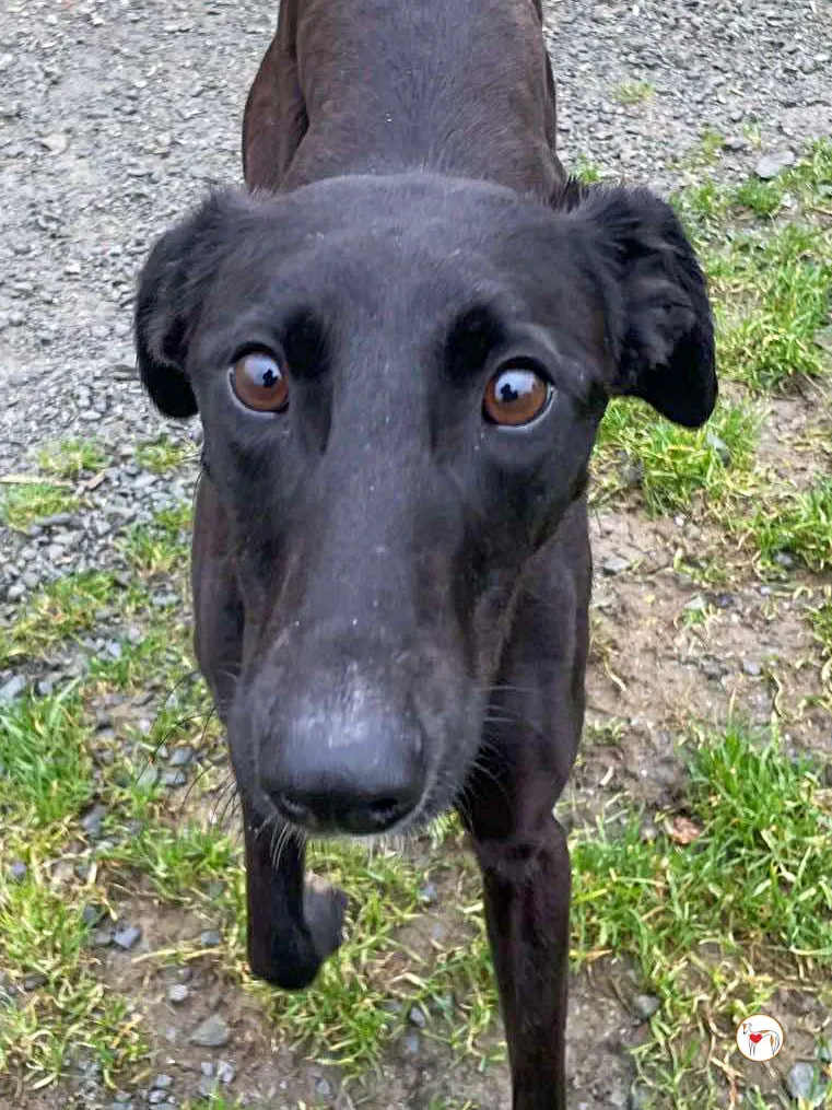 brenda grey adozione 14