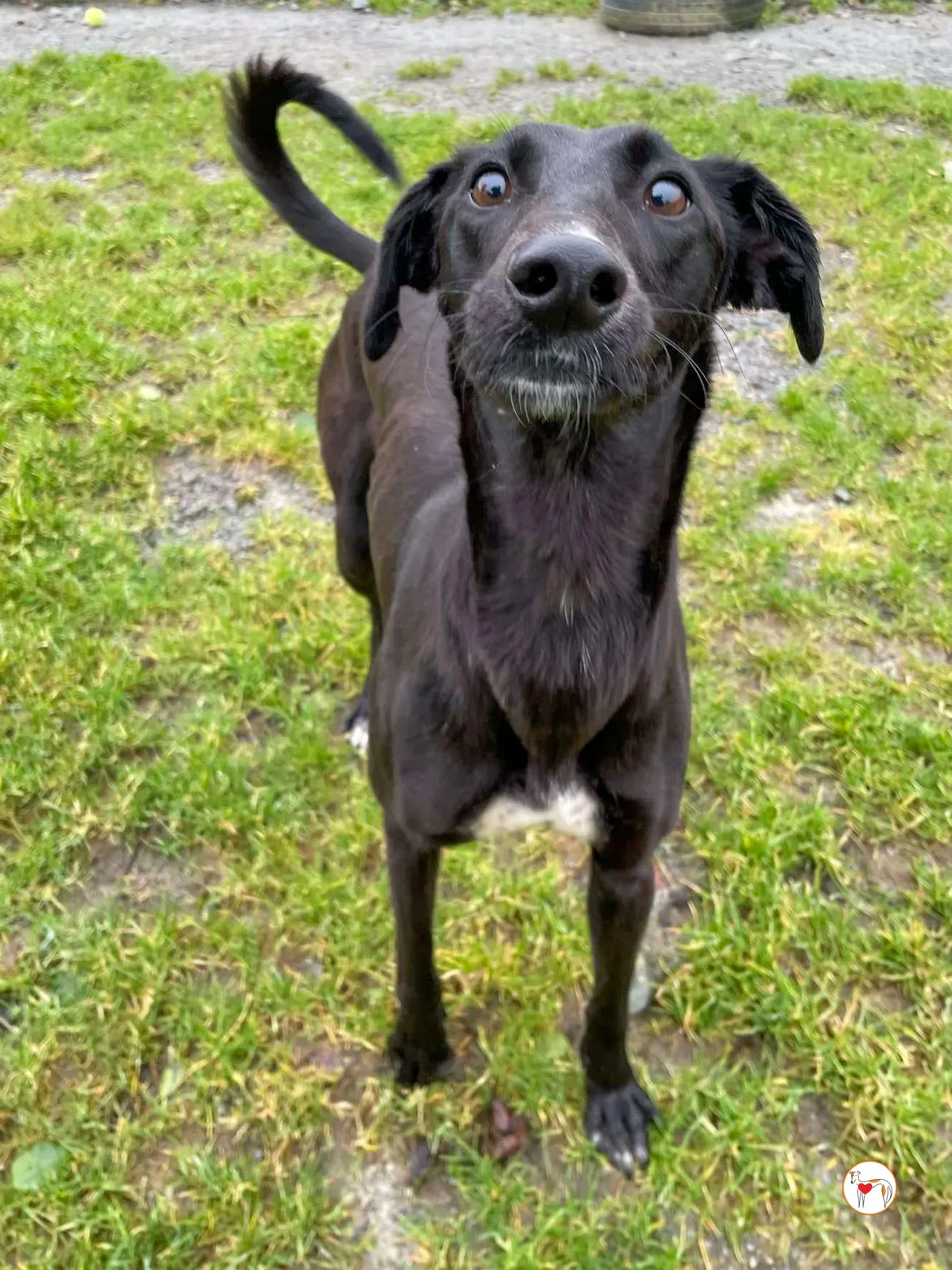 brenda grey adozione 15