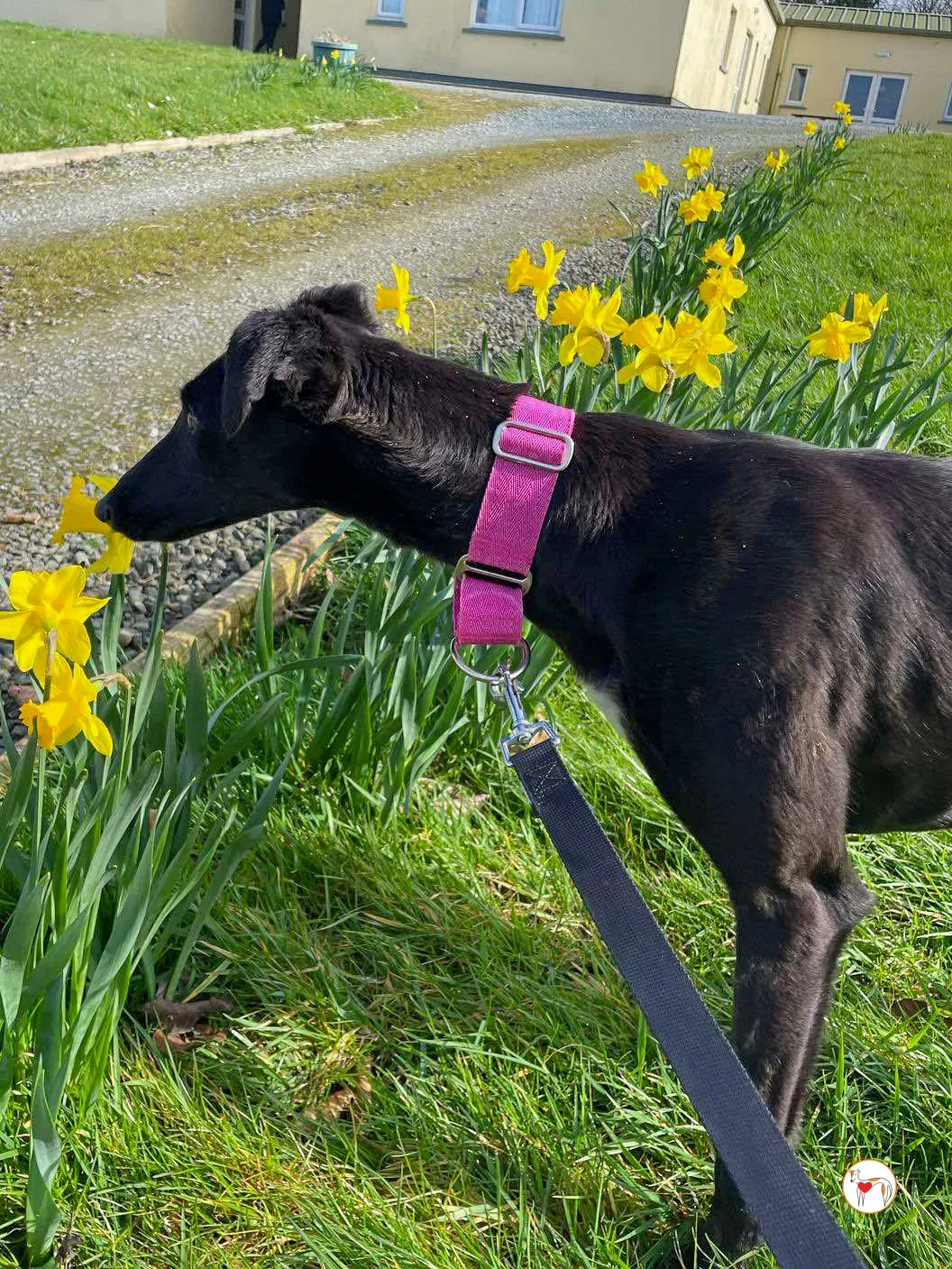 brenda grey adozione 16