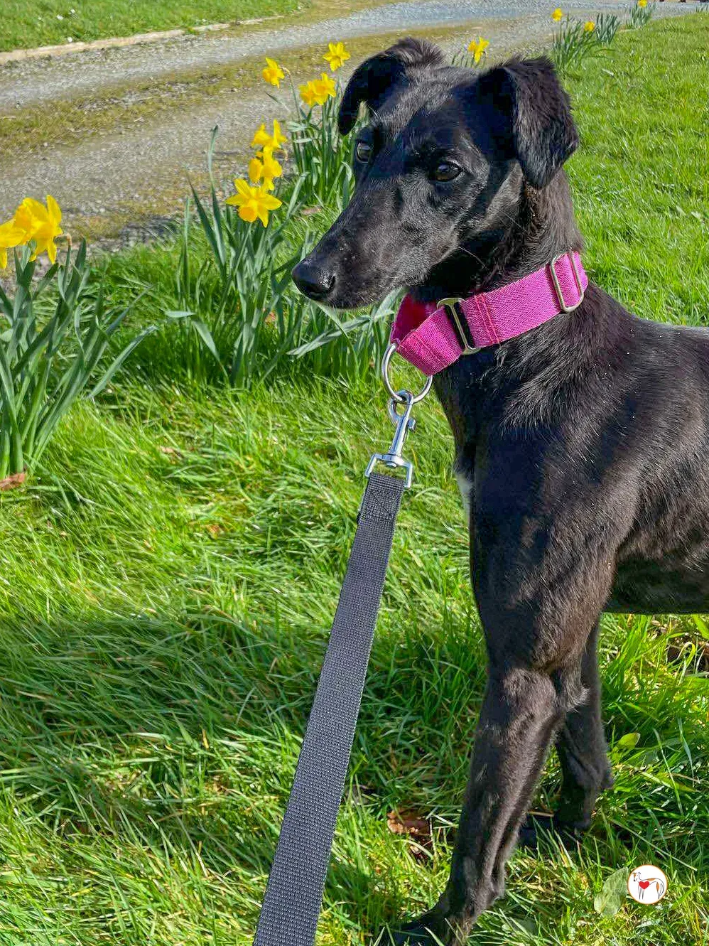 brenda grey adozione 17