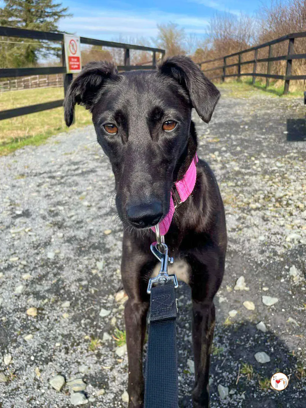 brenda grey adozione 18