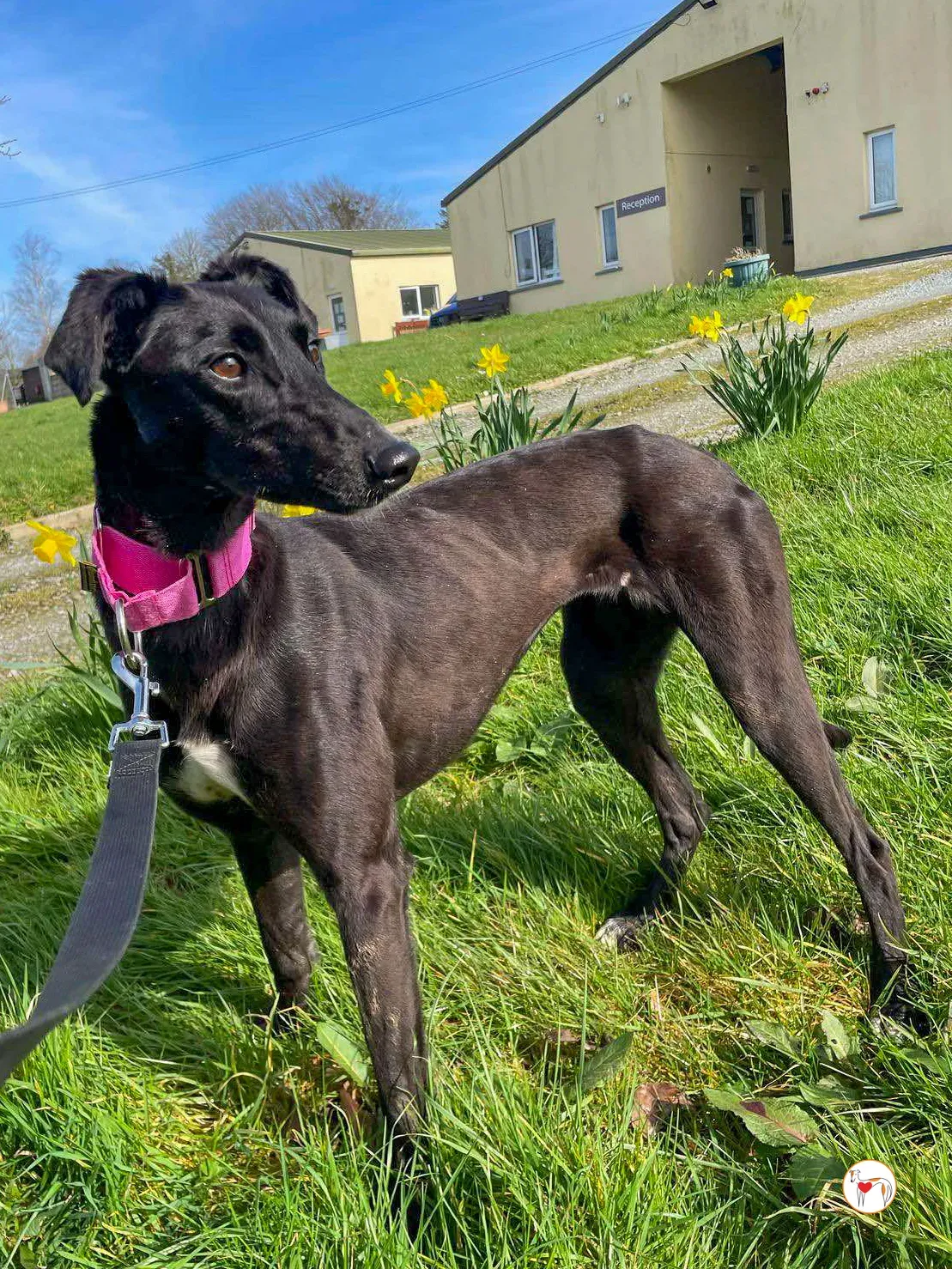 brenda grey adozione 19