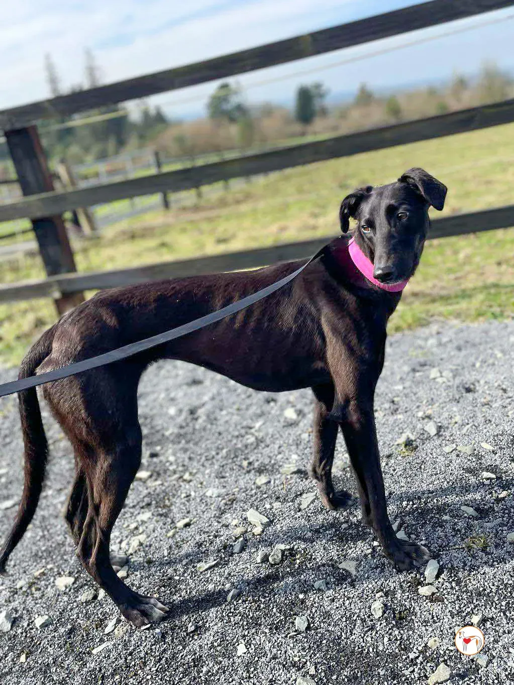 brenda grey adozione 20