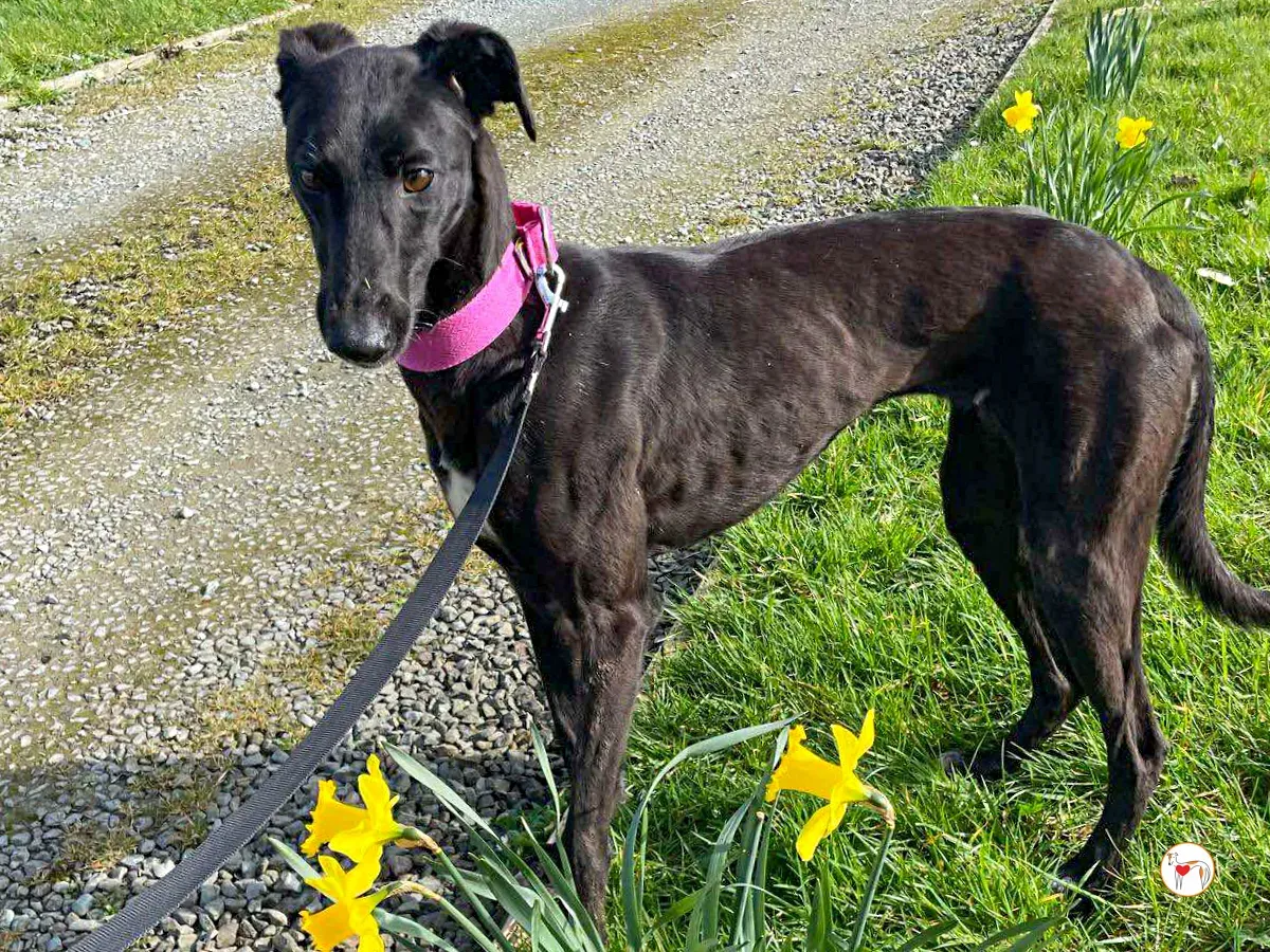 brenda grey adozione 21