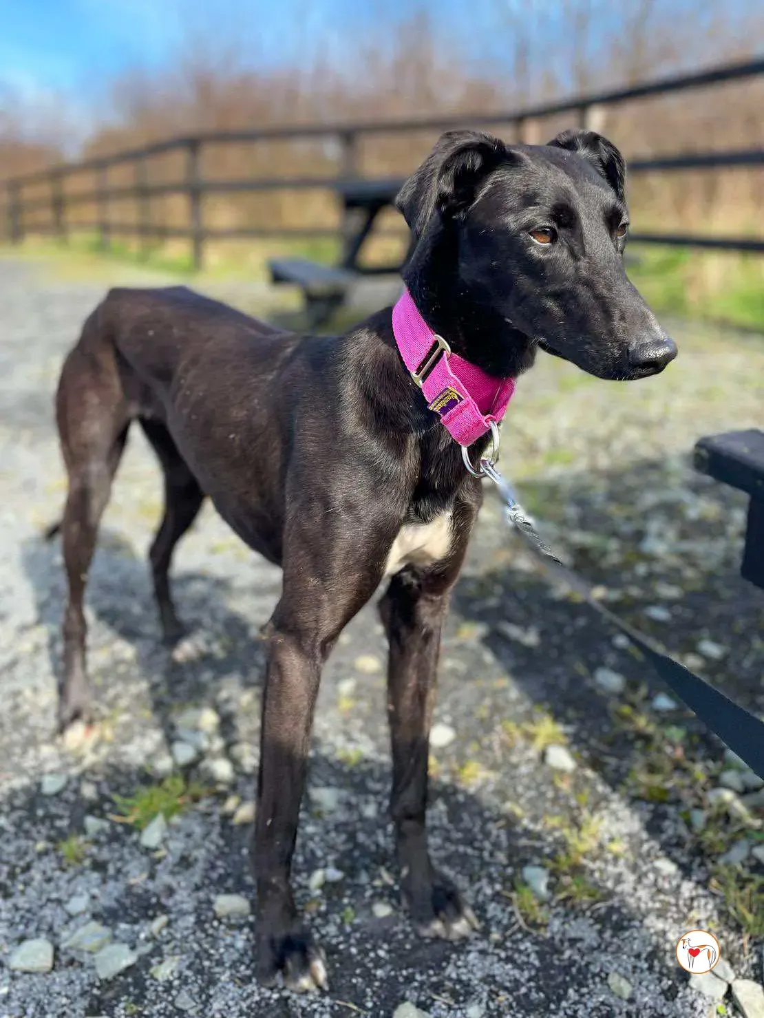 brenda grey adozione 22