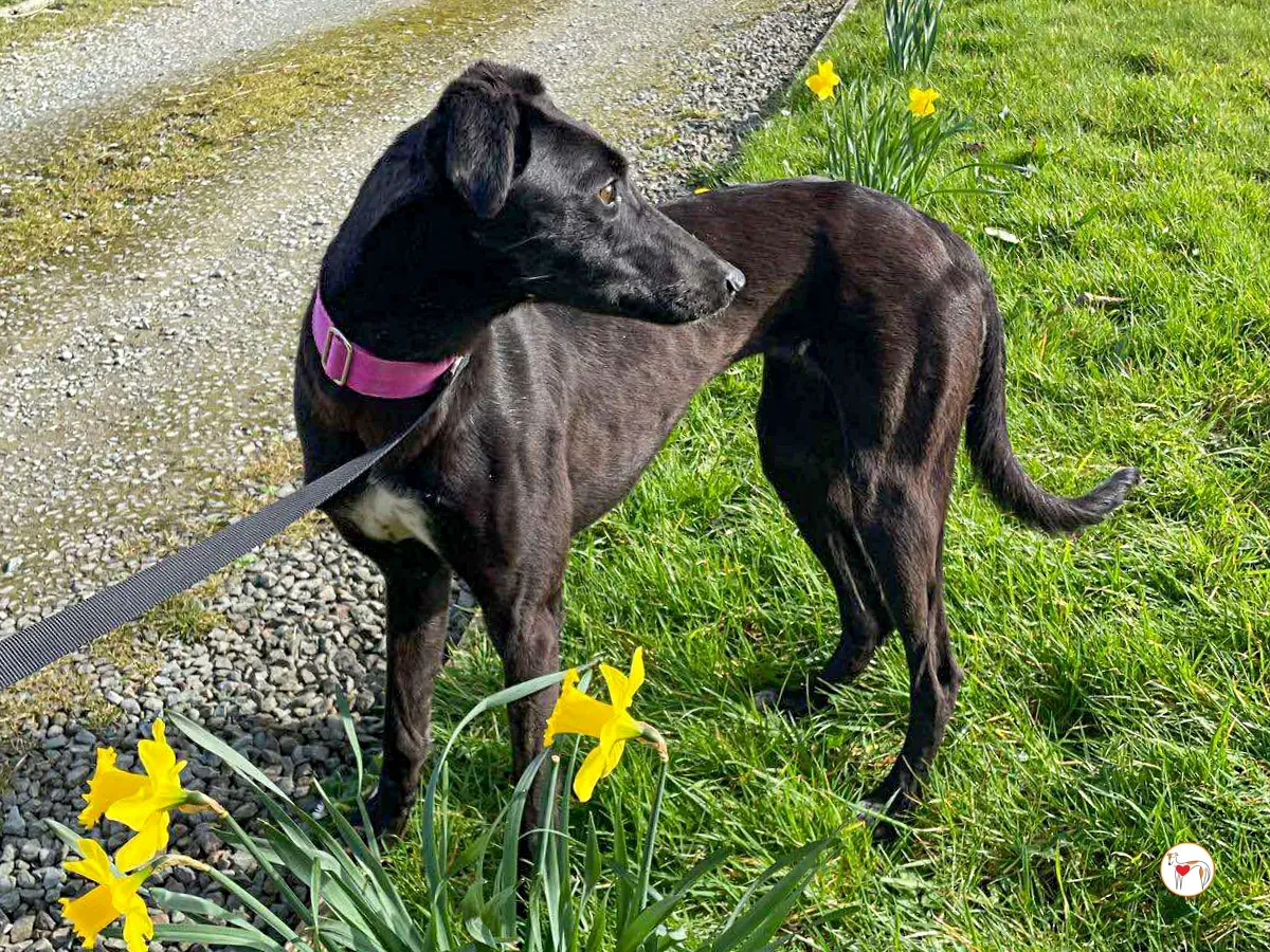 brenda grey adozione 23