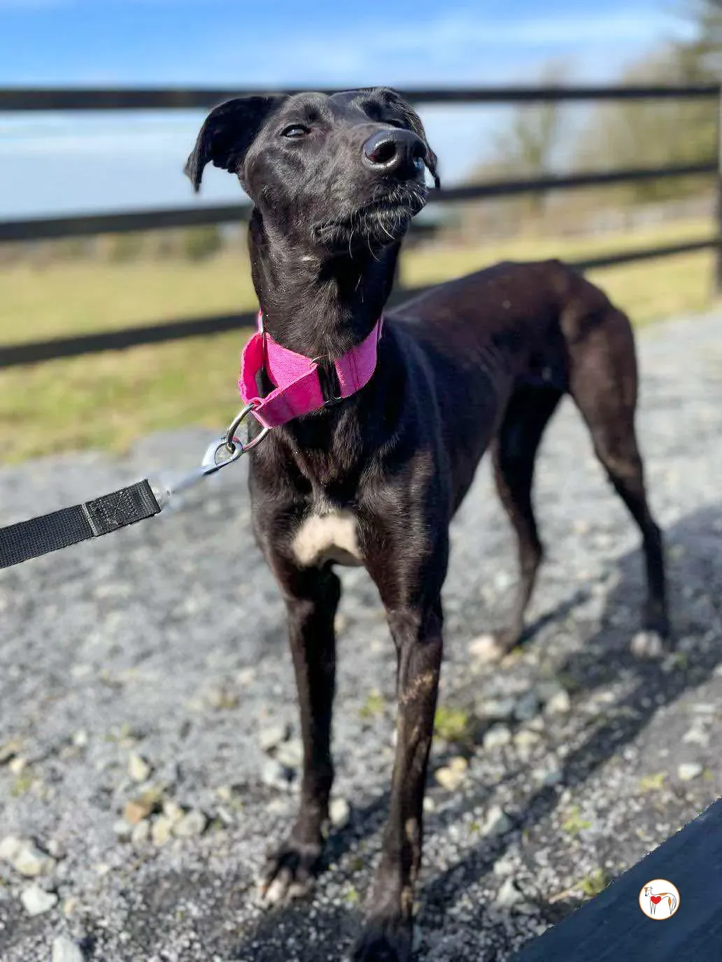 brenda grey adozione 24