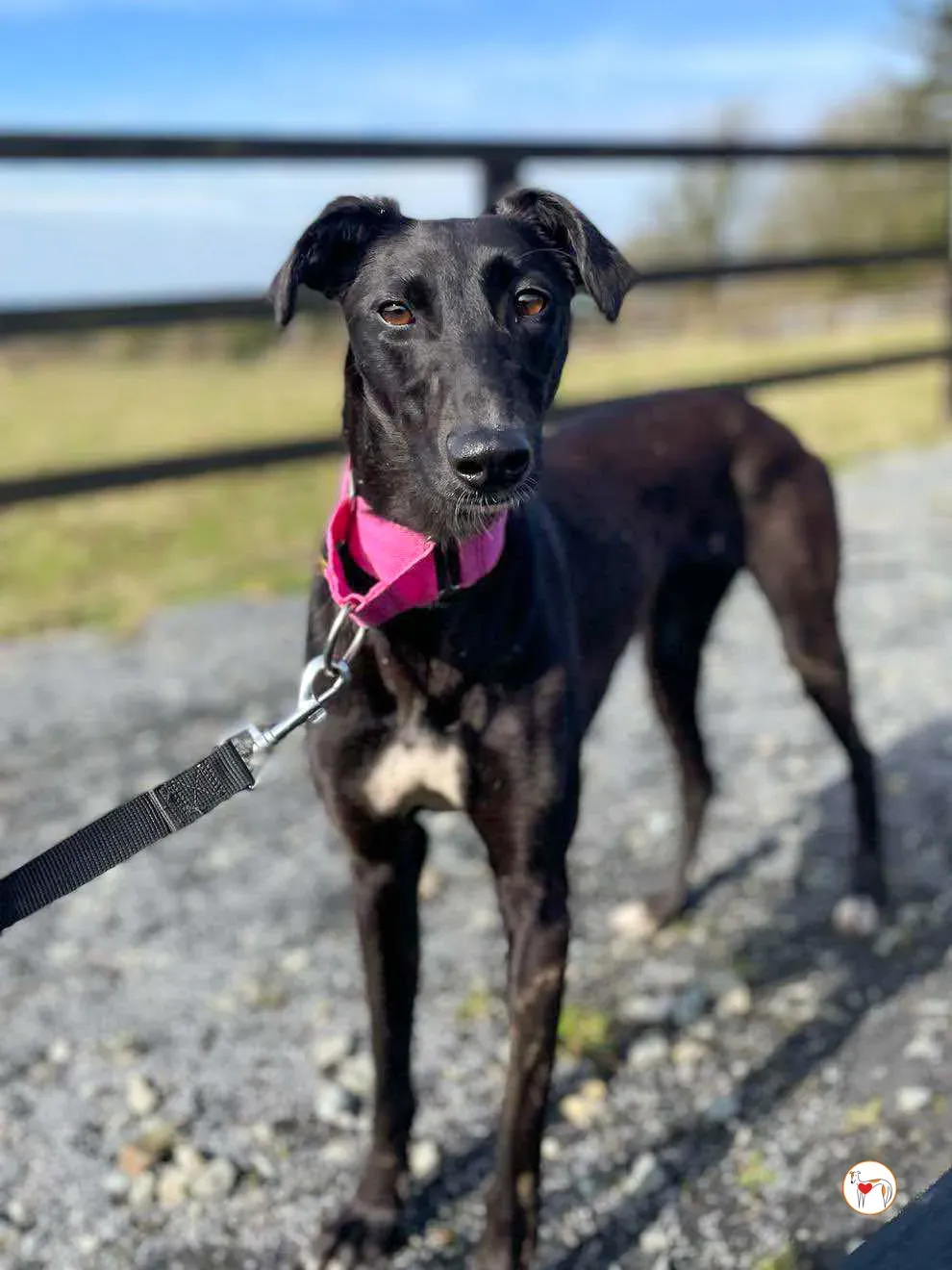 brenda grey adozione 25