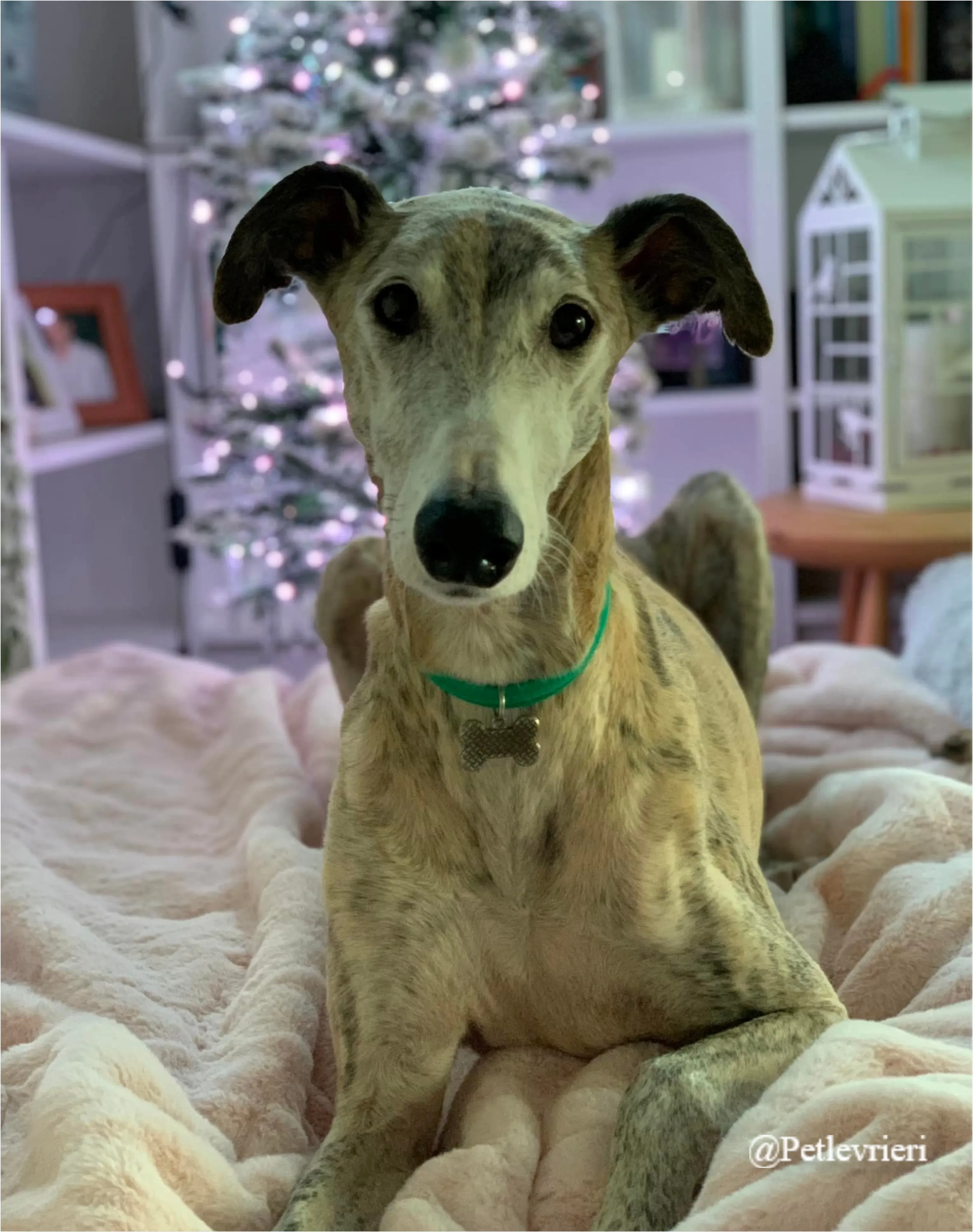 bribon pet levrieri natele 2021