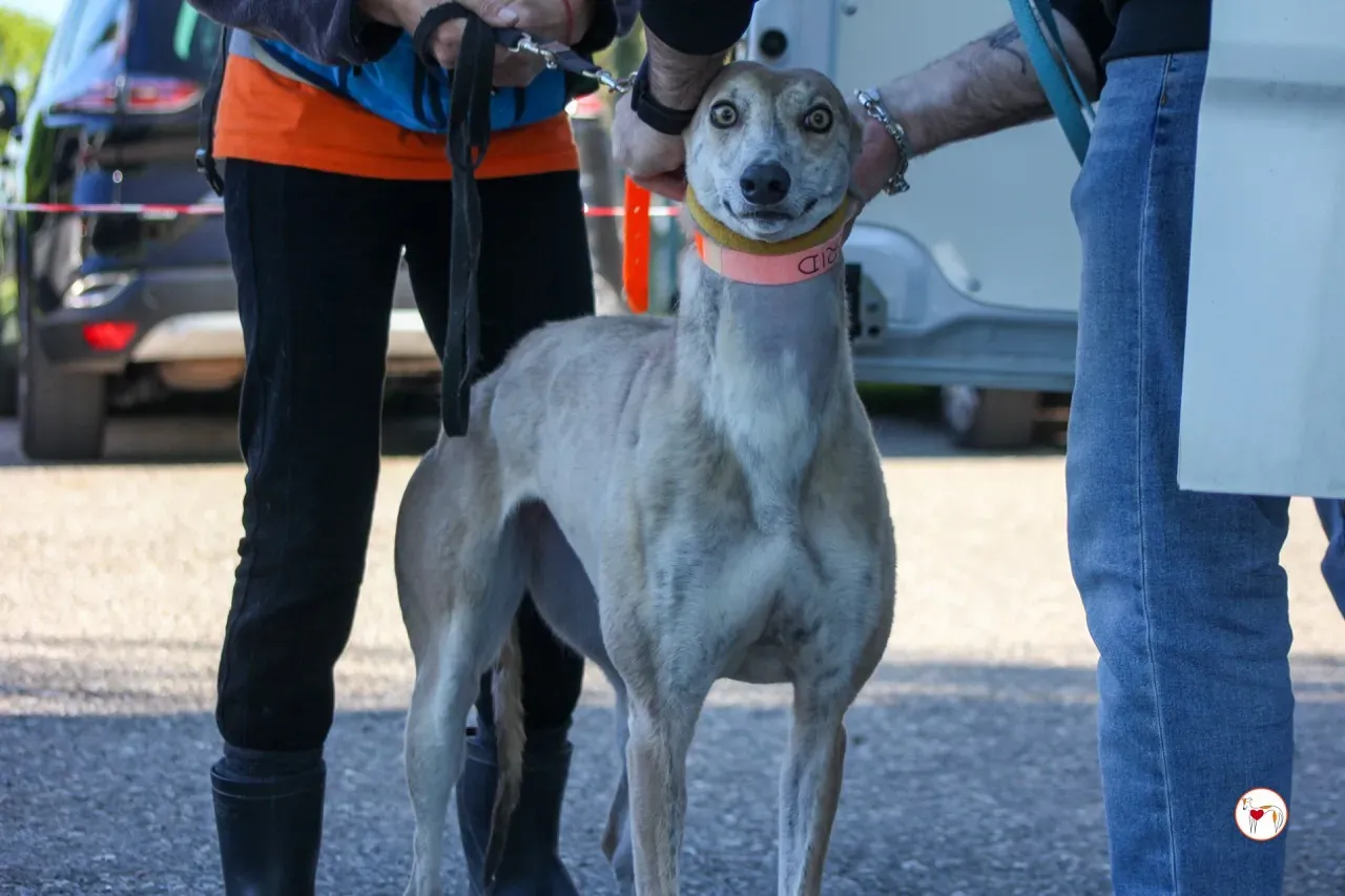 brid arrivogrey20aprile2024 044 large