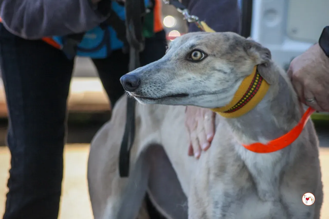 brid arrivogrey20aprile2024 046 large