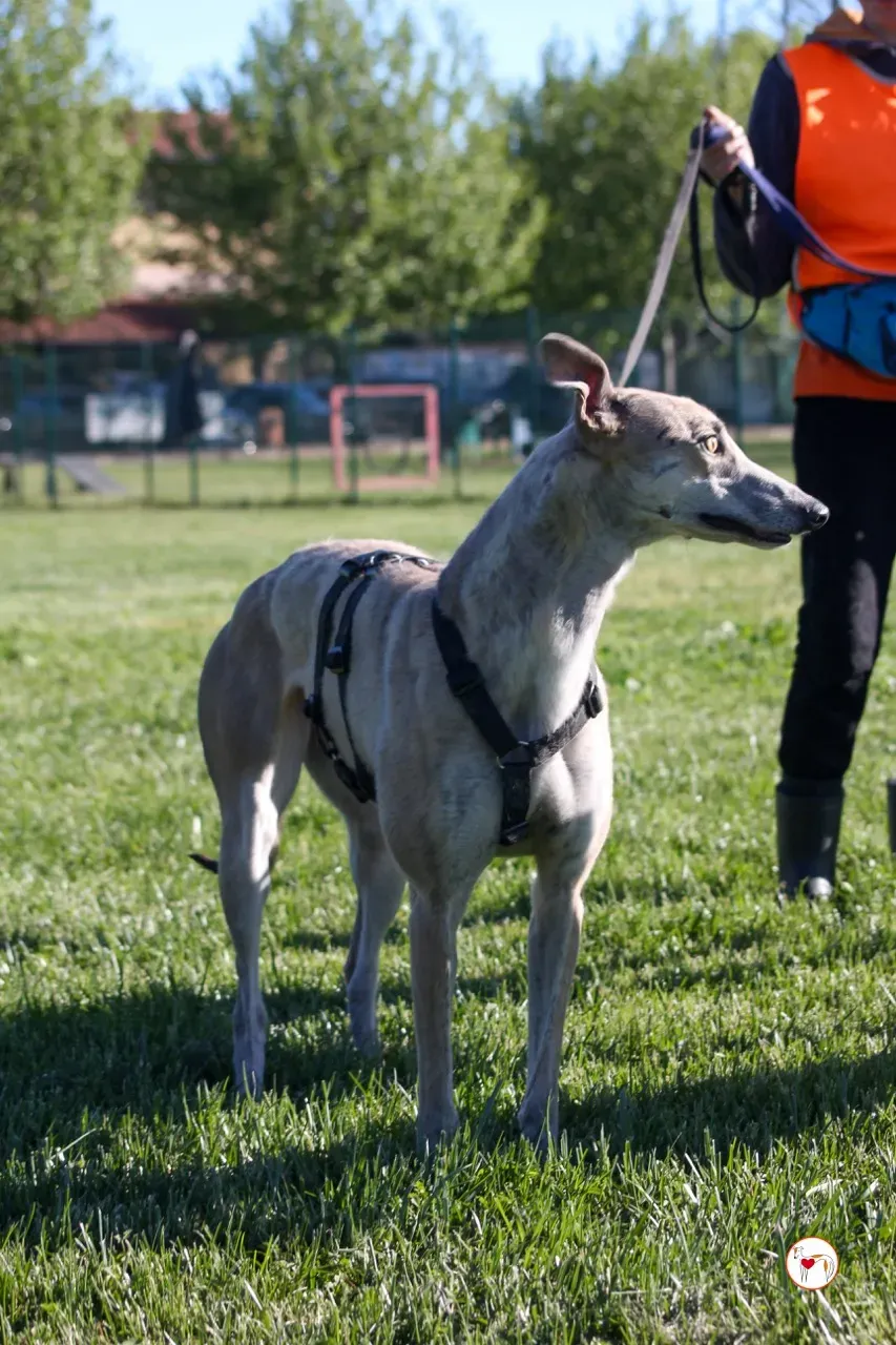 brid arrivogrey20aprile2024 094 large