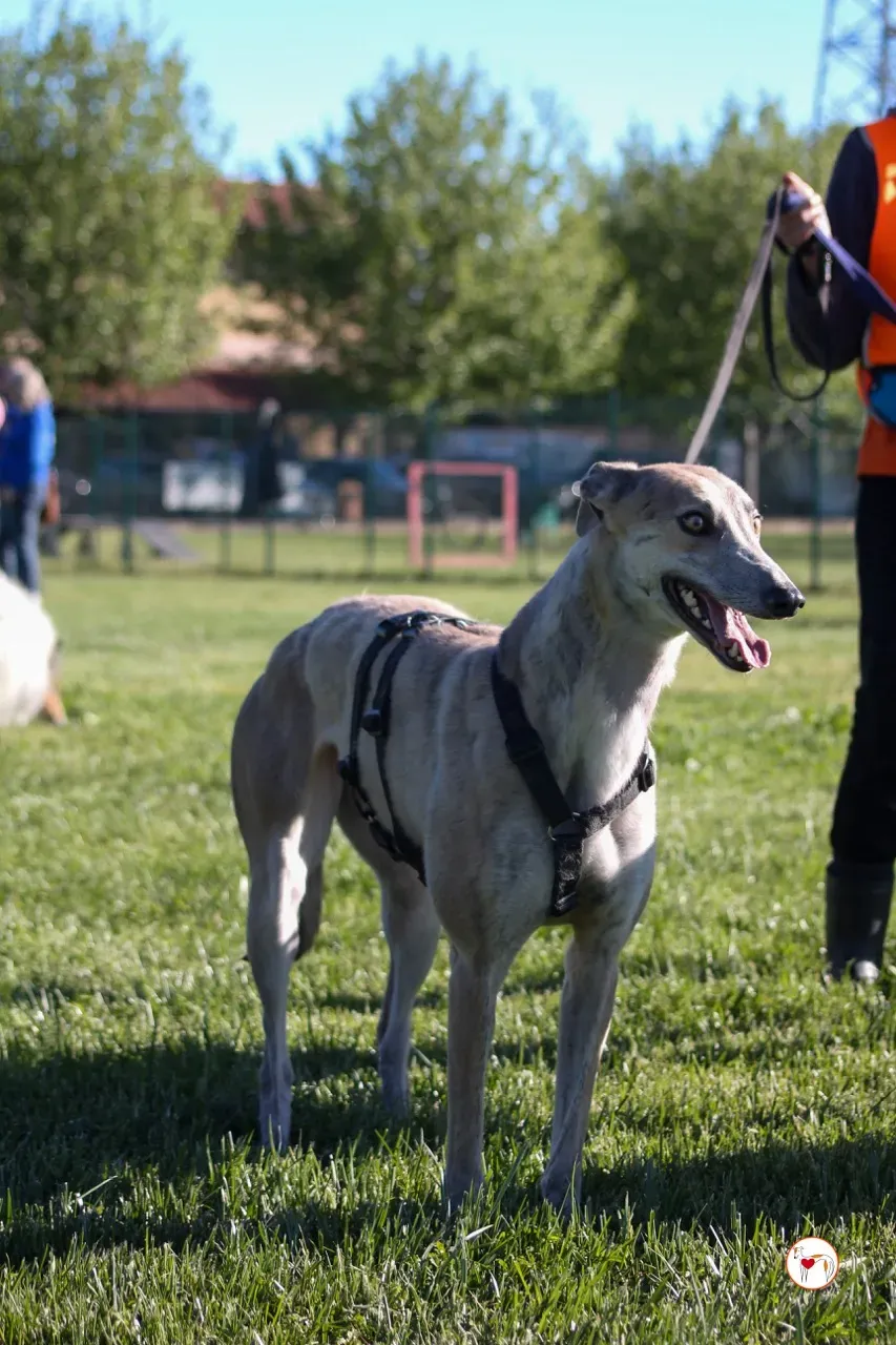 brid arrivogrey20aprile2024 095 large