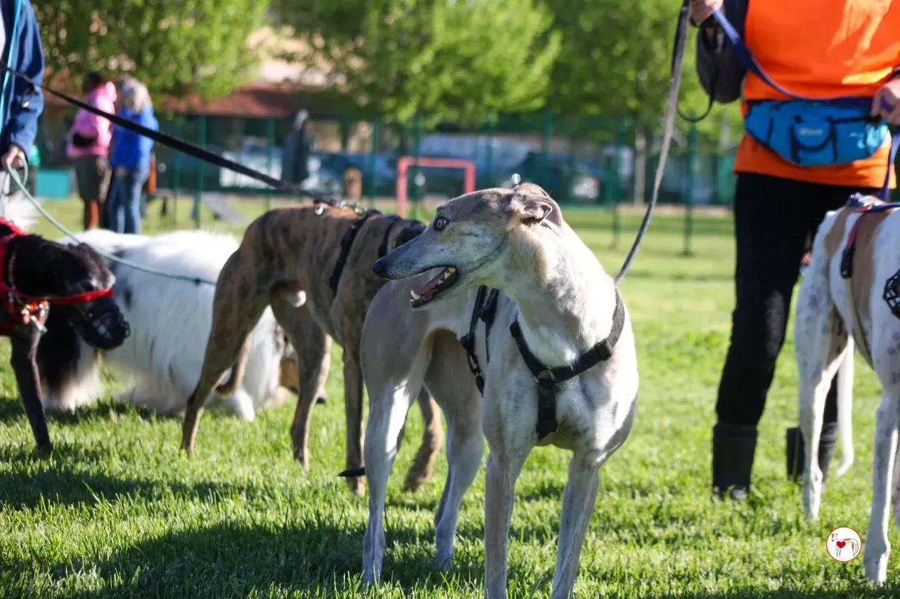 brid arrivogrey20aprile2024 096 large