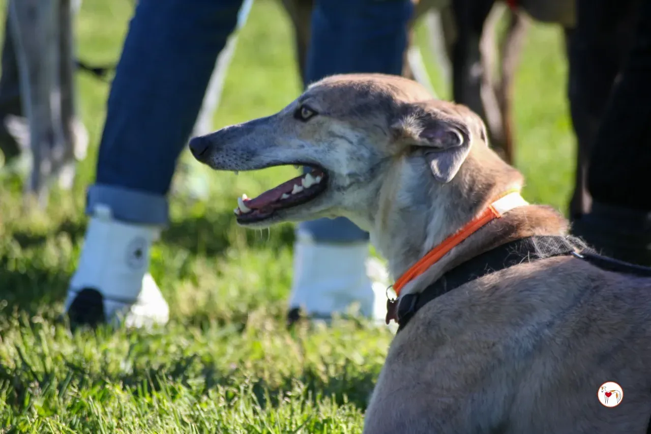 brid arrivogrey20aprile2024 147 large