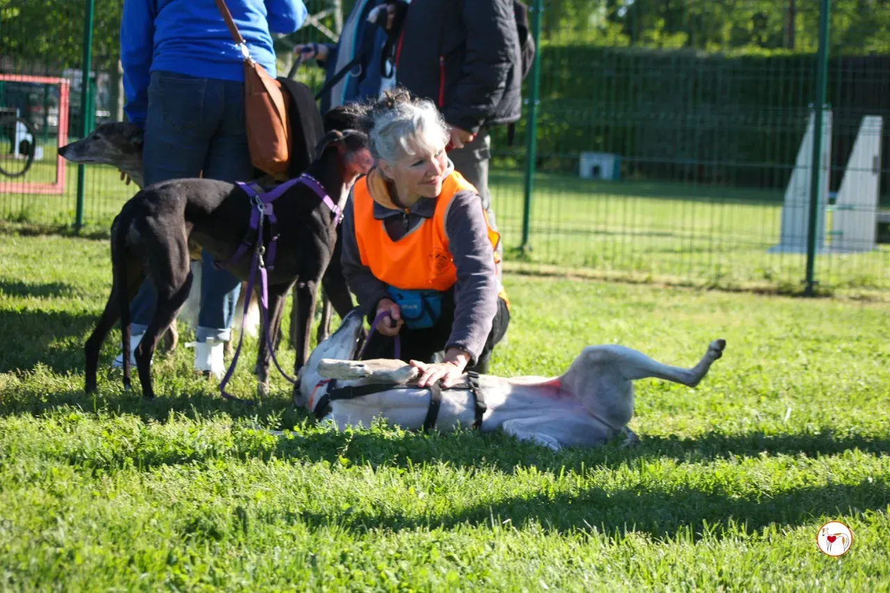 brid arrivogrey20aprile2024 152 large